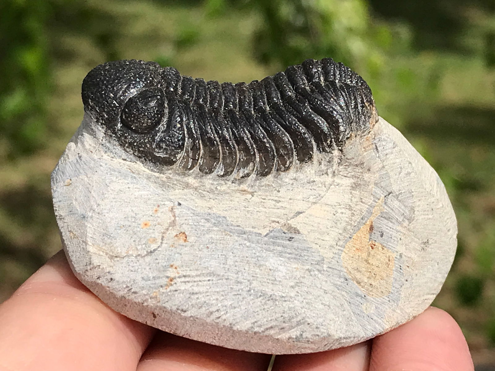 Trilobite, Fossil, Rock, Natural, Collectible, Specimen: Fossil Trilobite Phacops Speculator 3.8oz