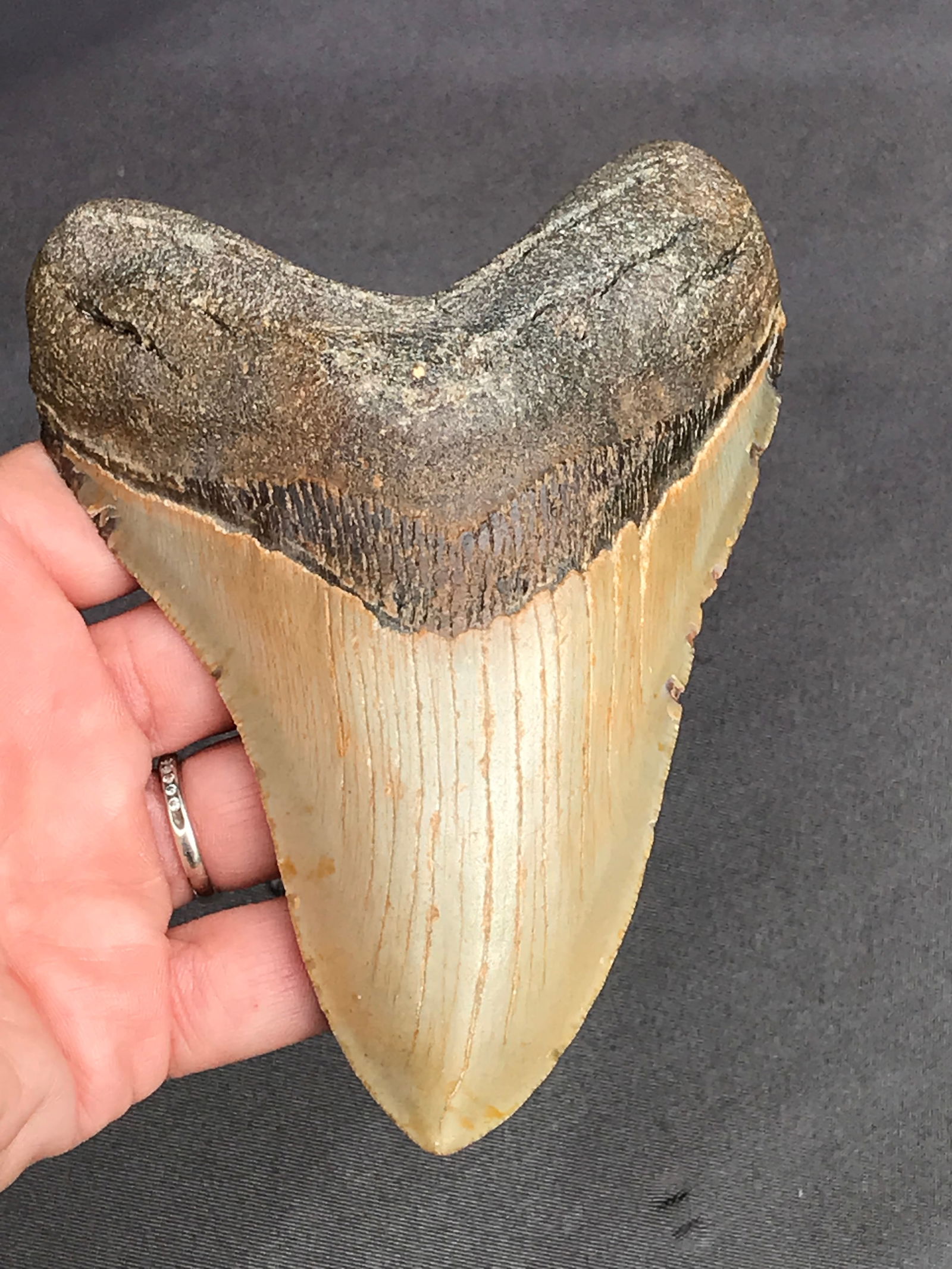 Shark, Fossil, Natural, Collectible, Specimen, Tooth, Megalodon: Fossil Shark Tooth Megalodon SC 5.2"