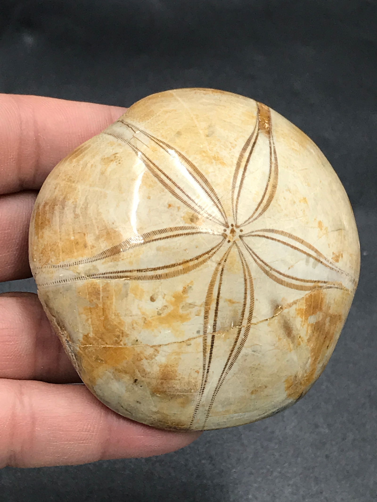 Fossil, Seashell, Ocean, Beach, Natural, Decor, Collectible, (1 of 4)