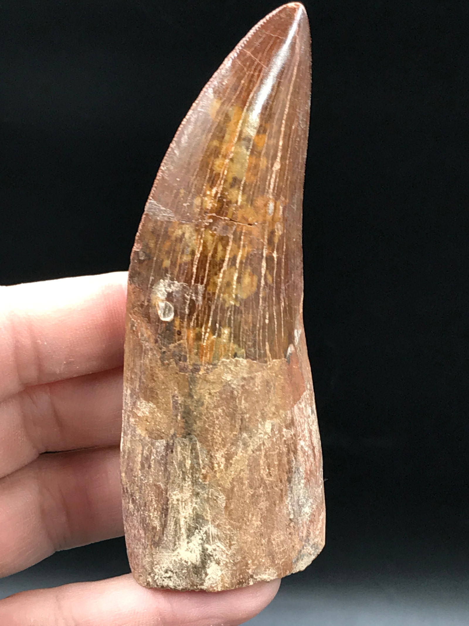 Dinosaur, Fossil, Natural, Collectible, Specimen, Tooth: Fossil Dinosaur Tooth Carcharodontosaur 3.85"