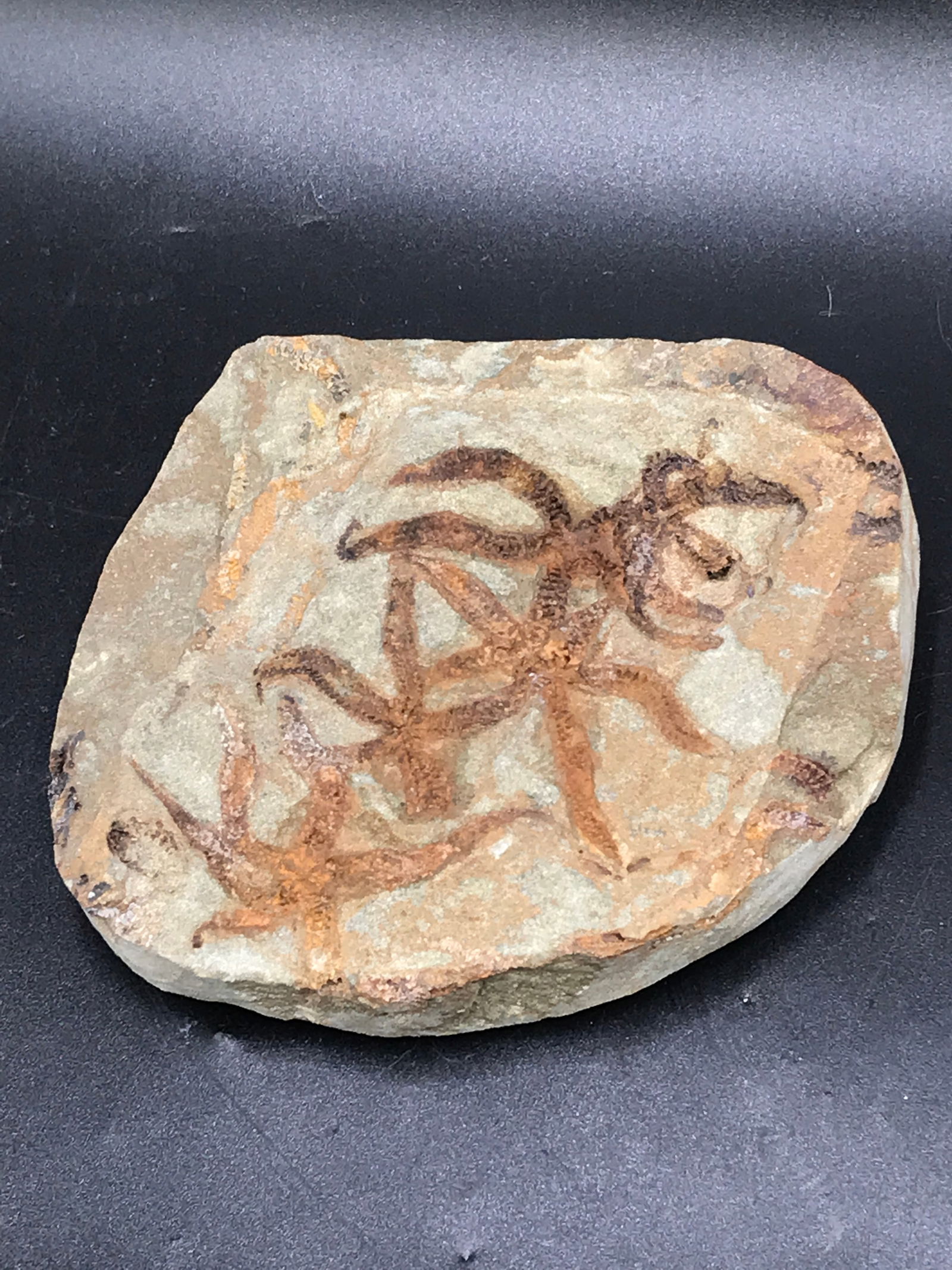 Seashell, Ocean, Beach, Natural, Decor, Collectible, Specimen (1 of 5)