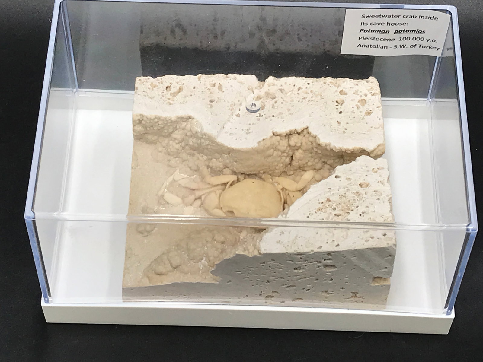 Crab, Fossil, Ocean, Beach, Natural, Decor, Collectible, Specimen (1 of 6)