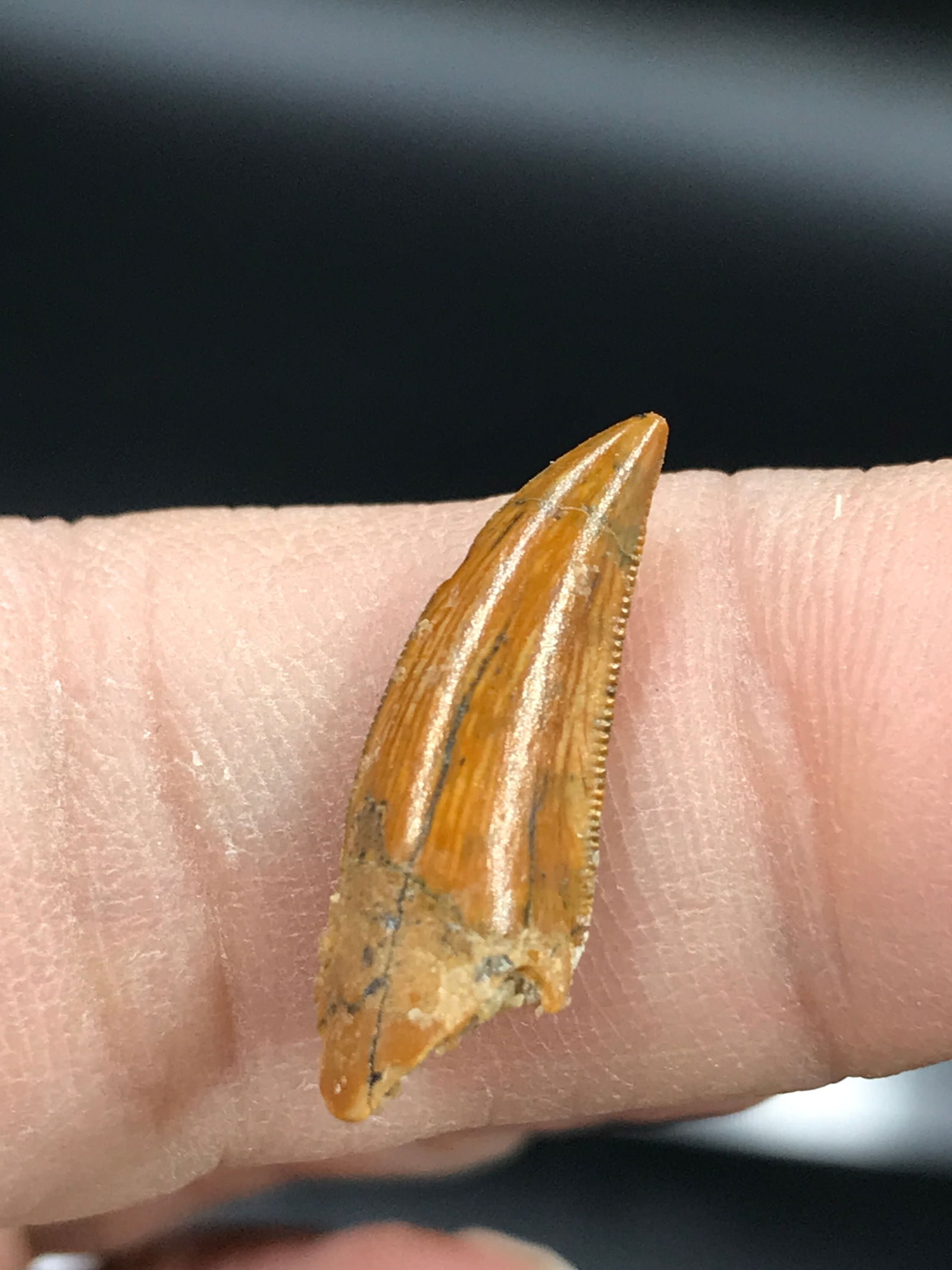 Dinosaur, Fossil, Natural, Collectible, Specimen, Tooth: Fossil Dinosaur Tooth Raptor .75"