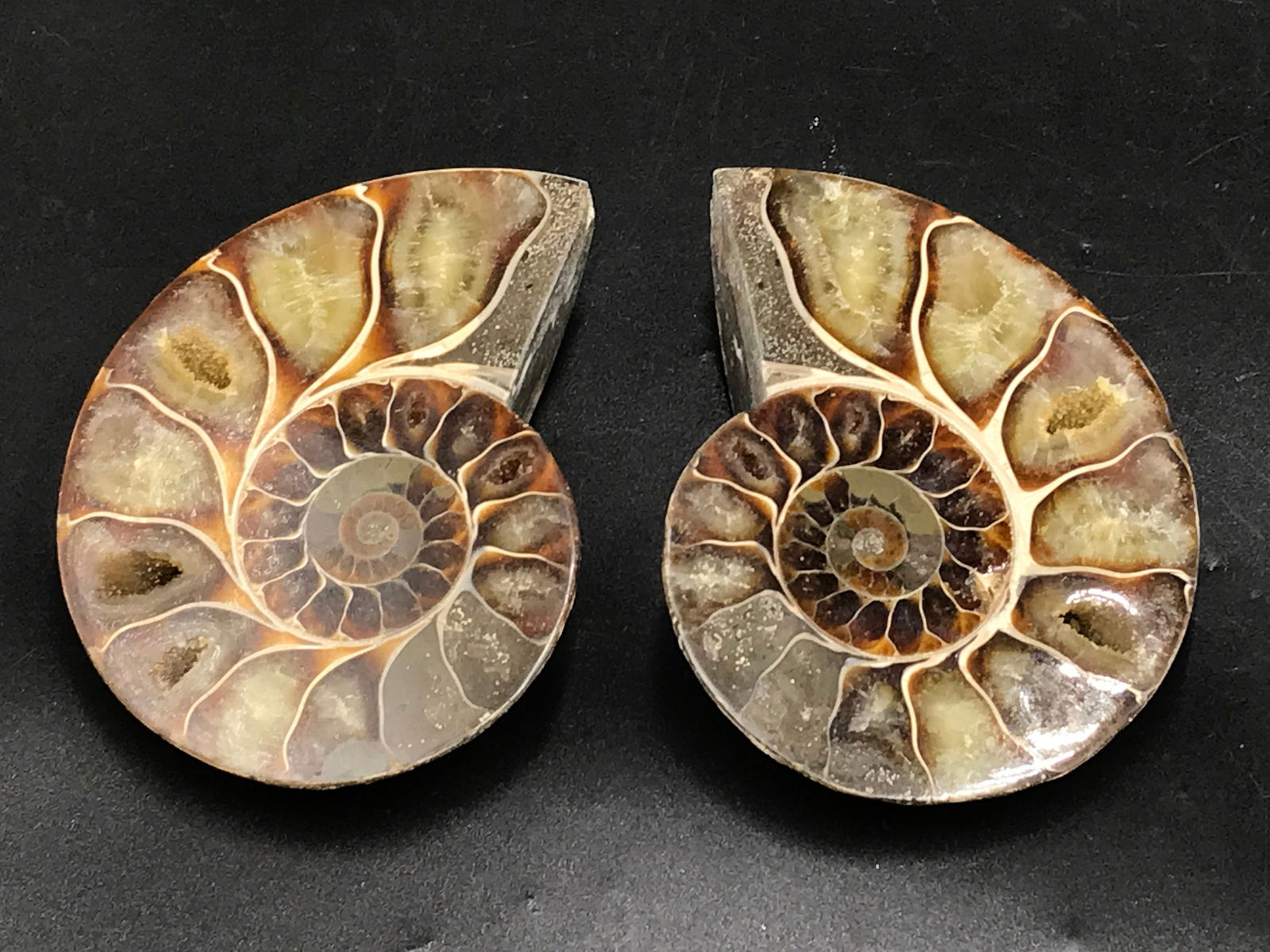 Ammonite, Fossil, Rock, Natural, Collectible, Specimen: Fossil Ammonite Split & Polished Madagascar 3.9"