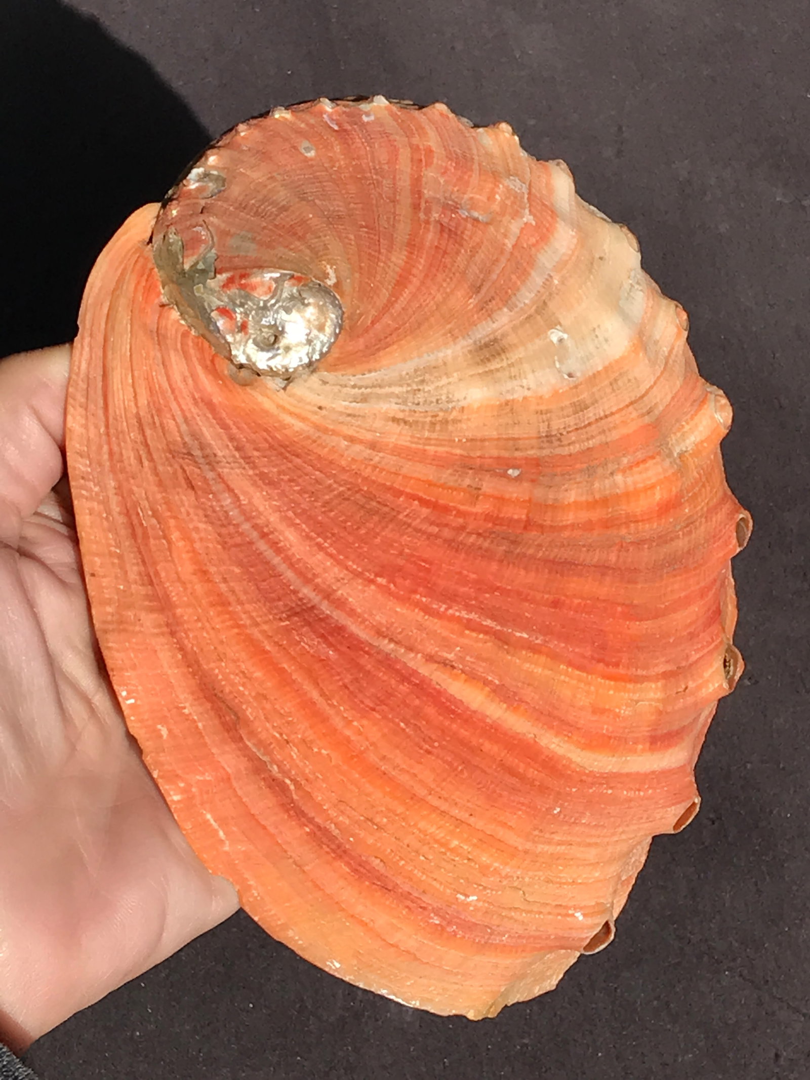 Seashell, Ocean, Beach, Natural, Decor, Collectible, Specimen: Seashell Red Abalone
