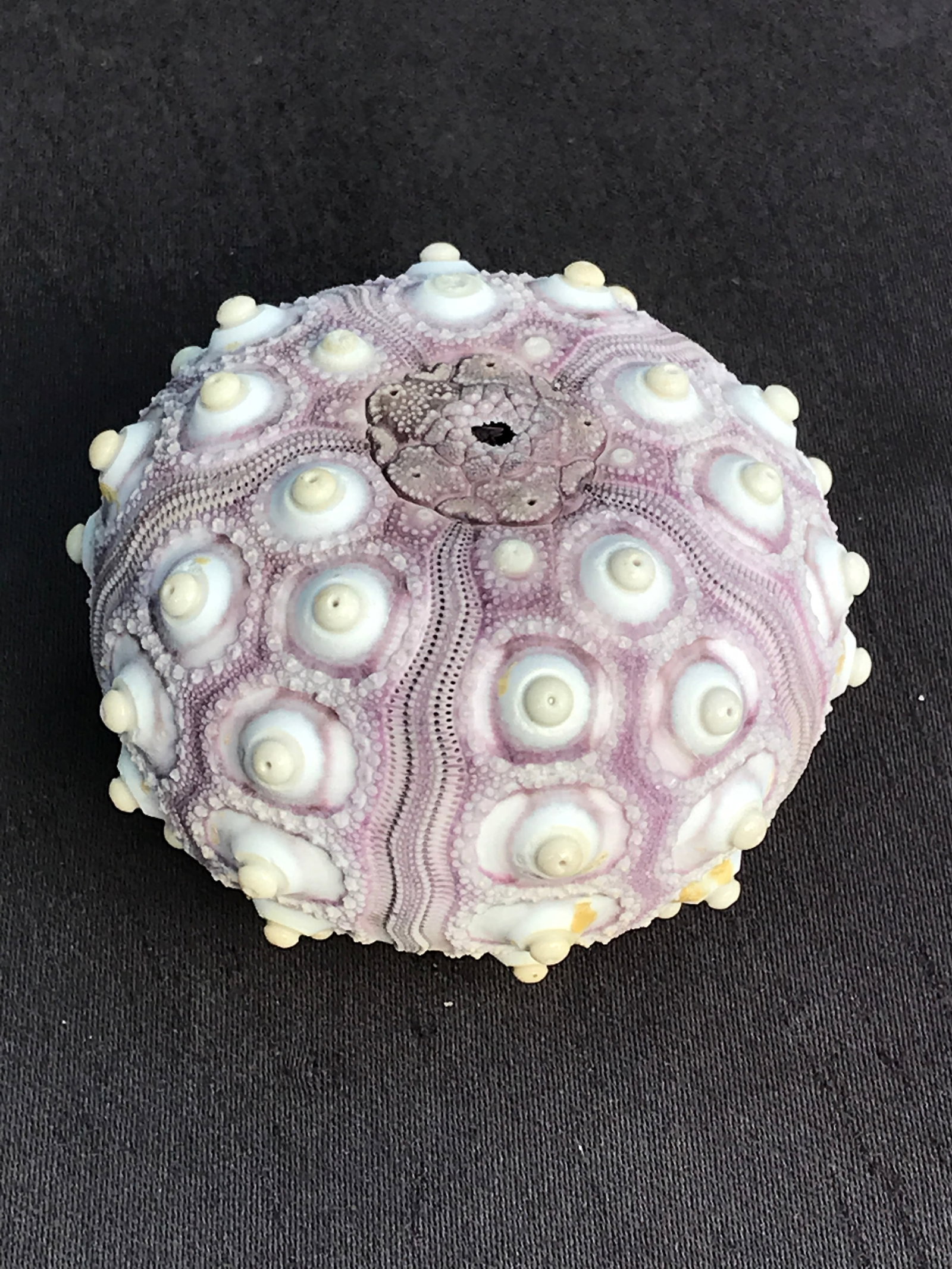 Seashell, Ocean, Beach, Natural, Decor, Collectible, Specimen: Seashell Urchin