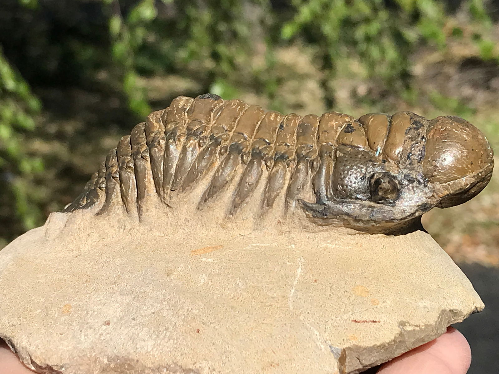 Trilobite, Fossil, Rock, Natural, Collectible, Specimen (1 of 5)