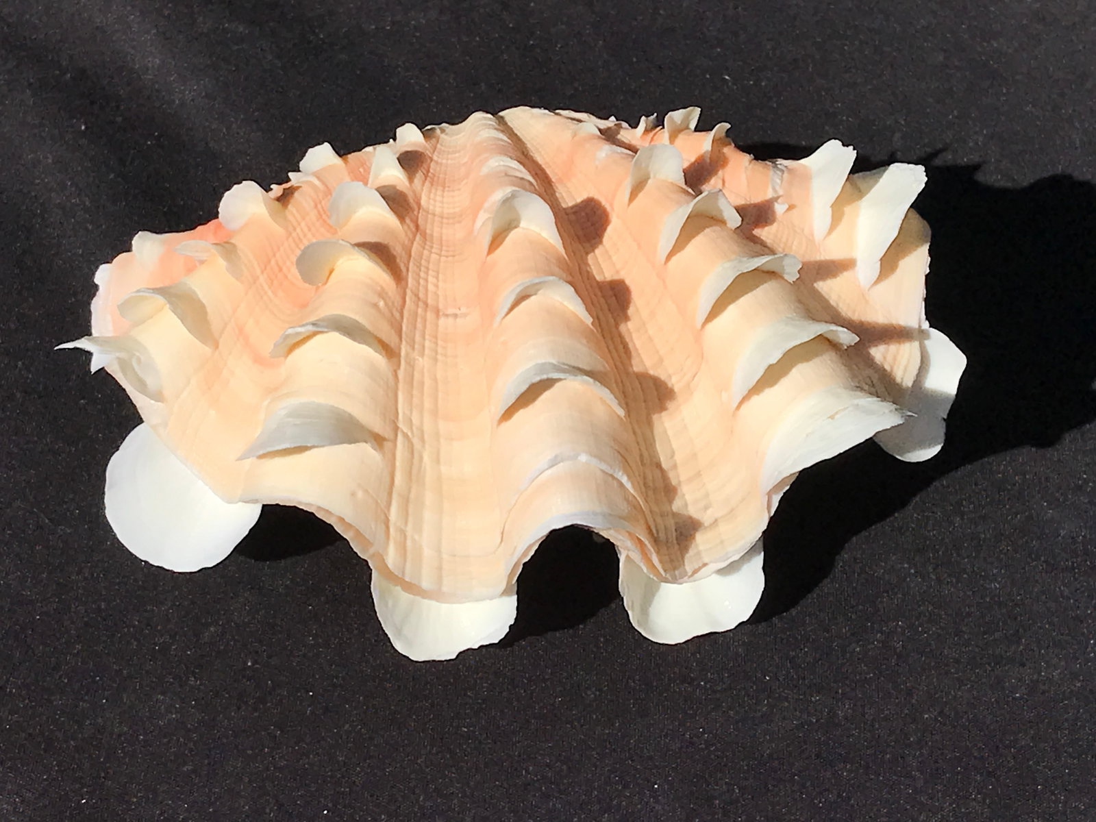 Seashell, Ocean, Beach, Natural, Decor, Collectible, Specimen: Ruffle Clam Tridacna Squamosa