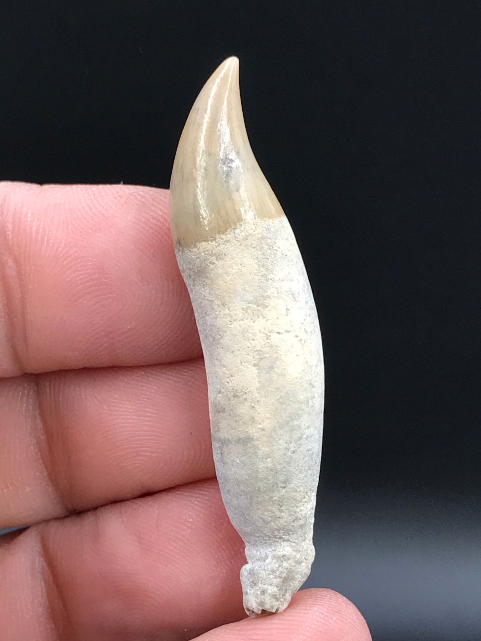 Seal, Fossil, Natural, Collectible, Specimen, Tooth: Fossil Seal Tooth (Polished) AK 1.8"