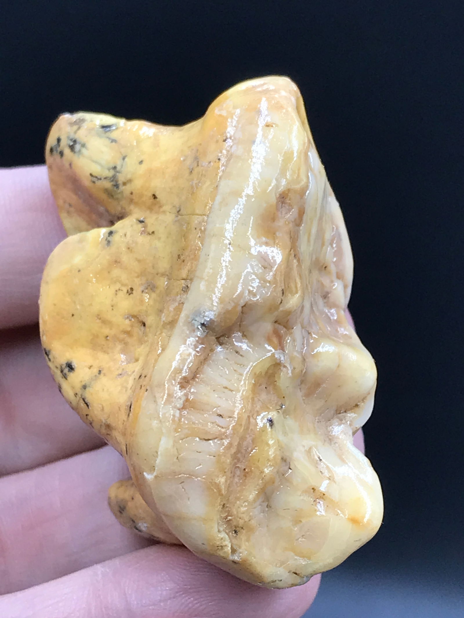 Cave Bear, Fossil, Natural, Collectible, Specimen, Tooth: Fossil Tooth Cave Bear 2.1"