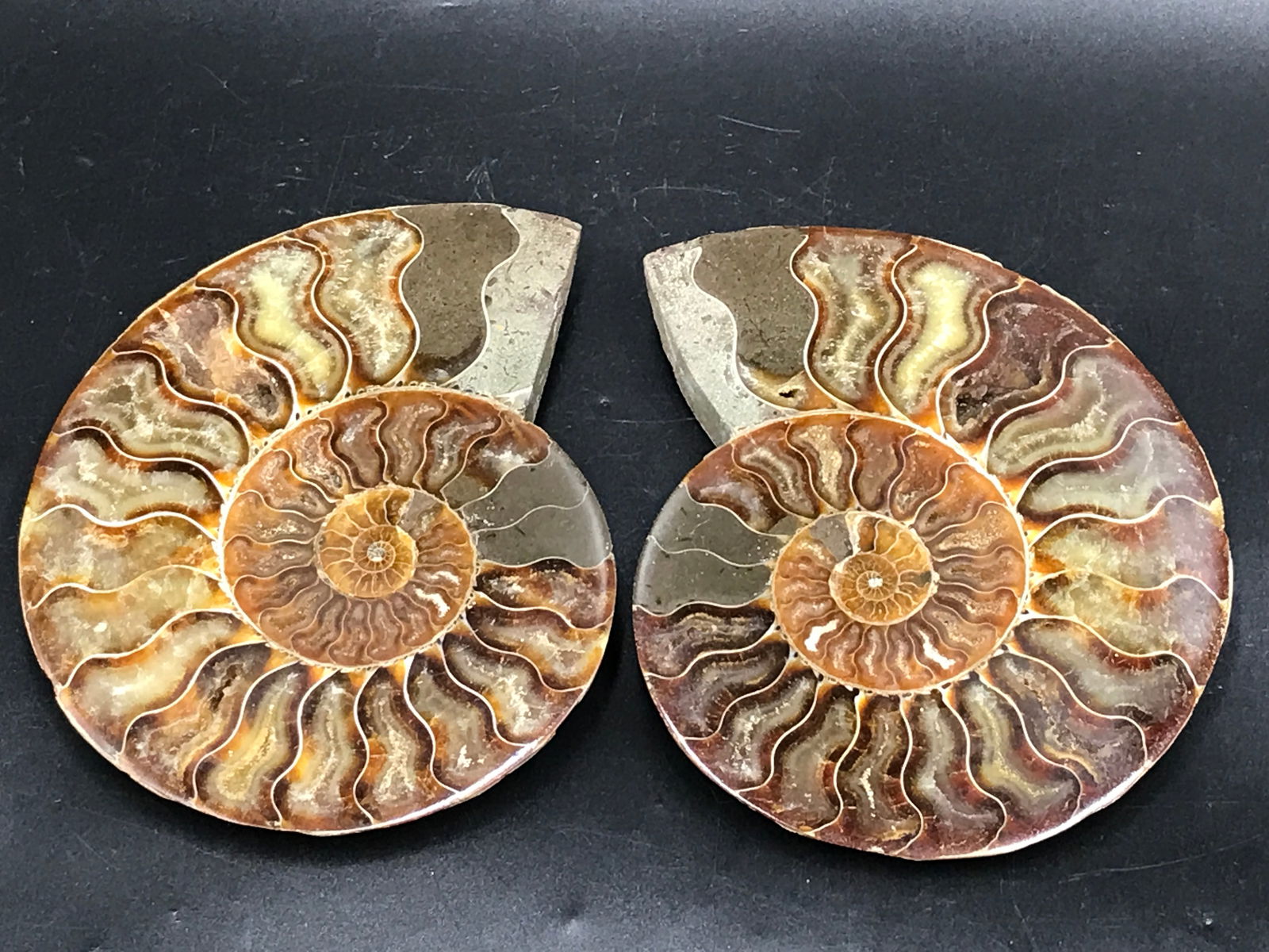 Ammonite, Fossil, Rock, Natural, Collectible, Specimen: Fossil Ammonite Split/Polished Madagascar 5.6"