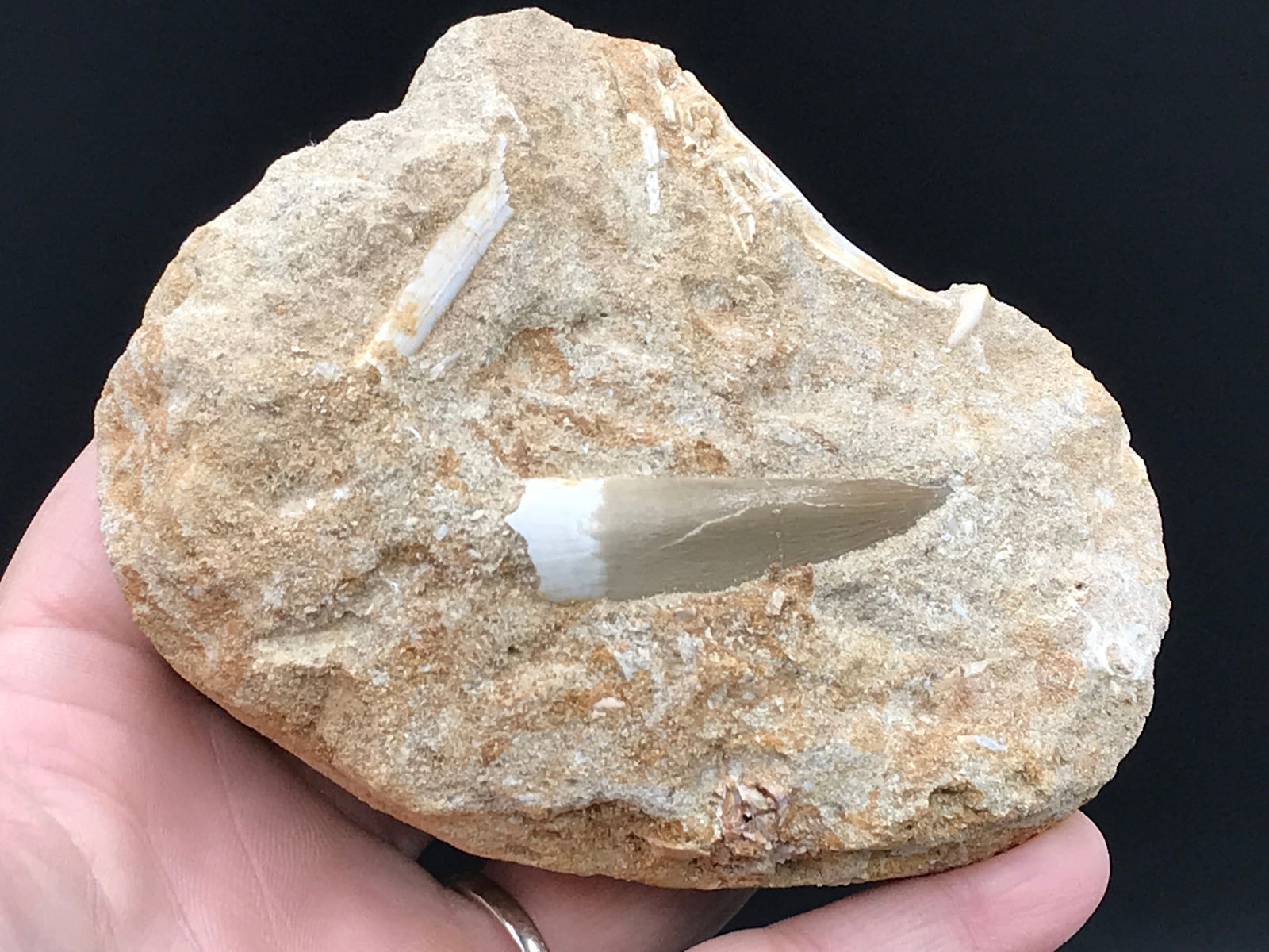 Dinosaur, Fossil, Natural, Collectible, Specimen, Tooth: Fossil Tooth Pleisosaurus in Matrix Morocco 8oz