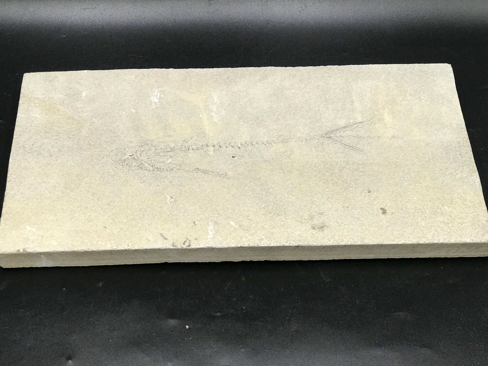 Fish, Fossil, Rock, Natural, Decor, Collectible, Specimen, Green River Formation, (1 of 4)