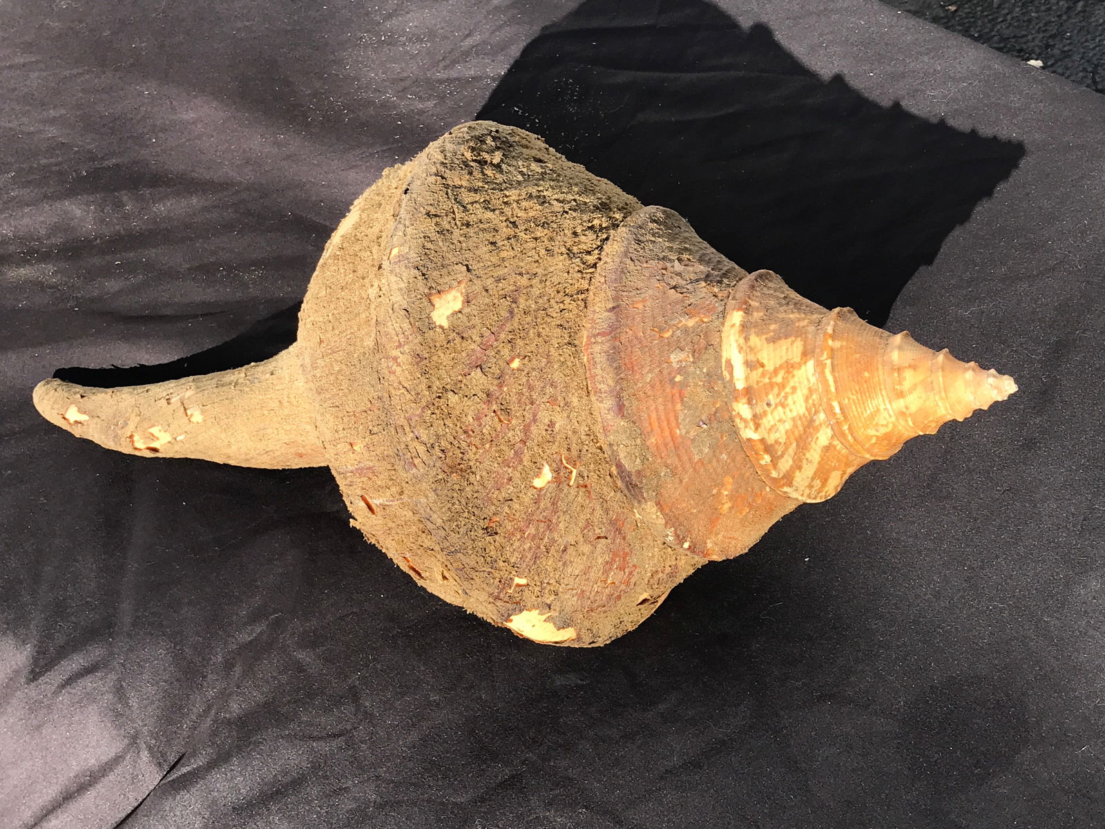 Seashell, Ocean, Beach, Natural, Decor, Collectible, Specimen (1 of 4)