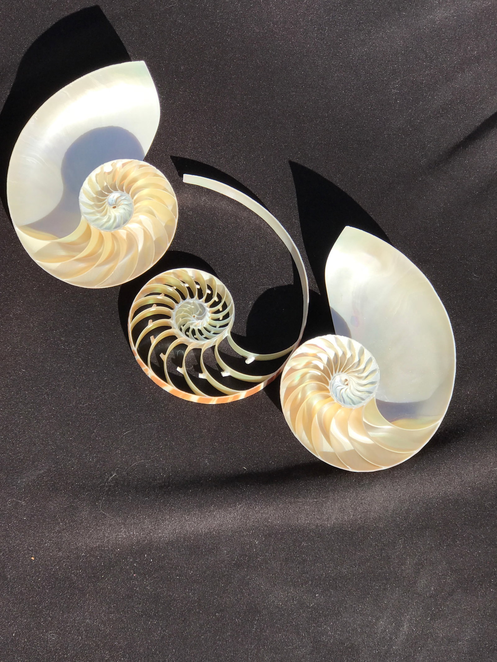 Seashell, Ocean, Beach, Natural, Decor, Collectible, Specimen: Rare Tri-Cut Nautilus Shell