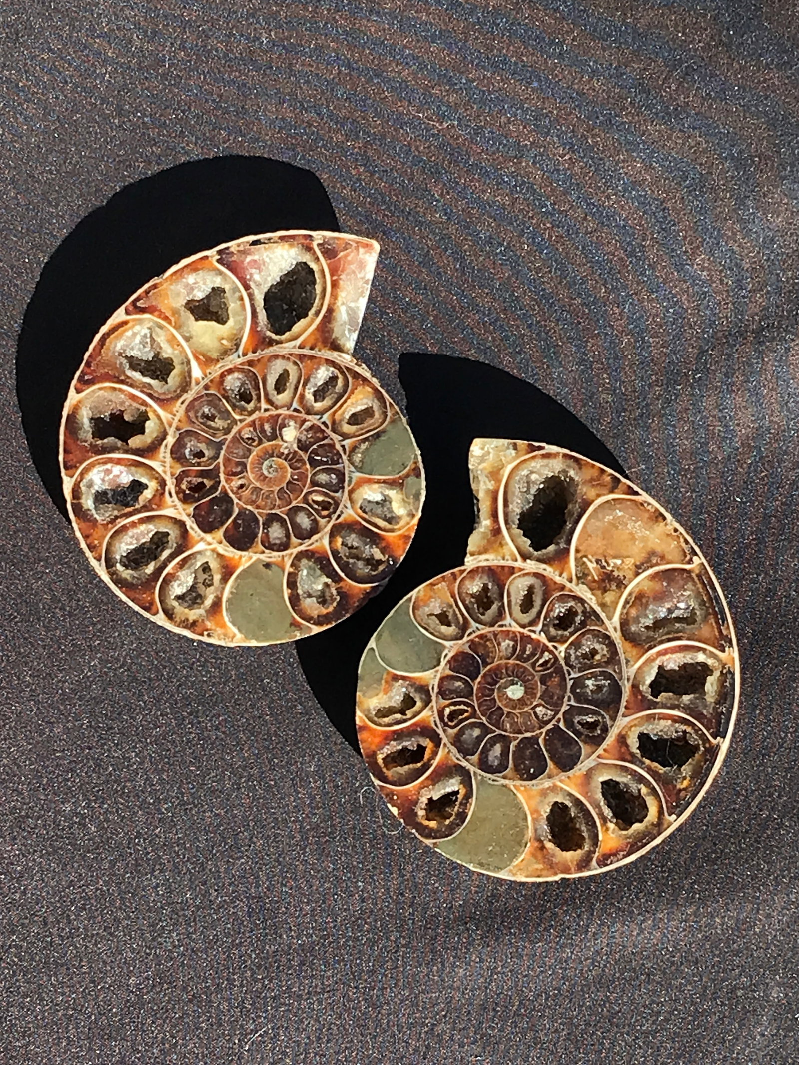Ammonite, Fossil, Rock, Natural, Collectible, Specimen: Fossil Ammonite Desmoceras Cretaceous Madagascar