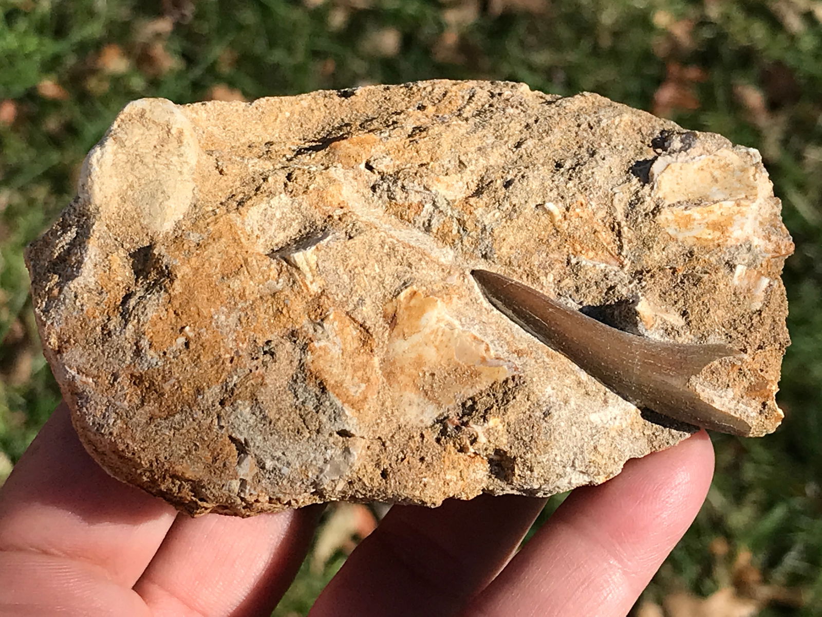 Dinosaur, Fossil, Natural, Collectible, Specimen, Tooth: Pliesiosaur Tooth in Matrix Cretaceous Morocco 1.6"