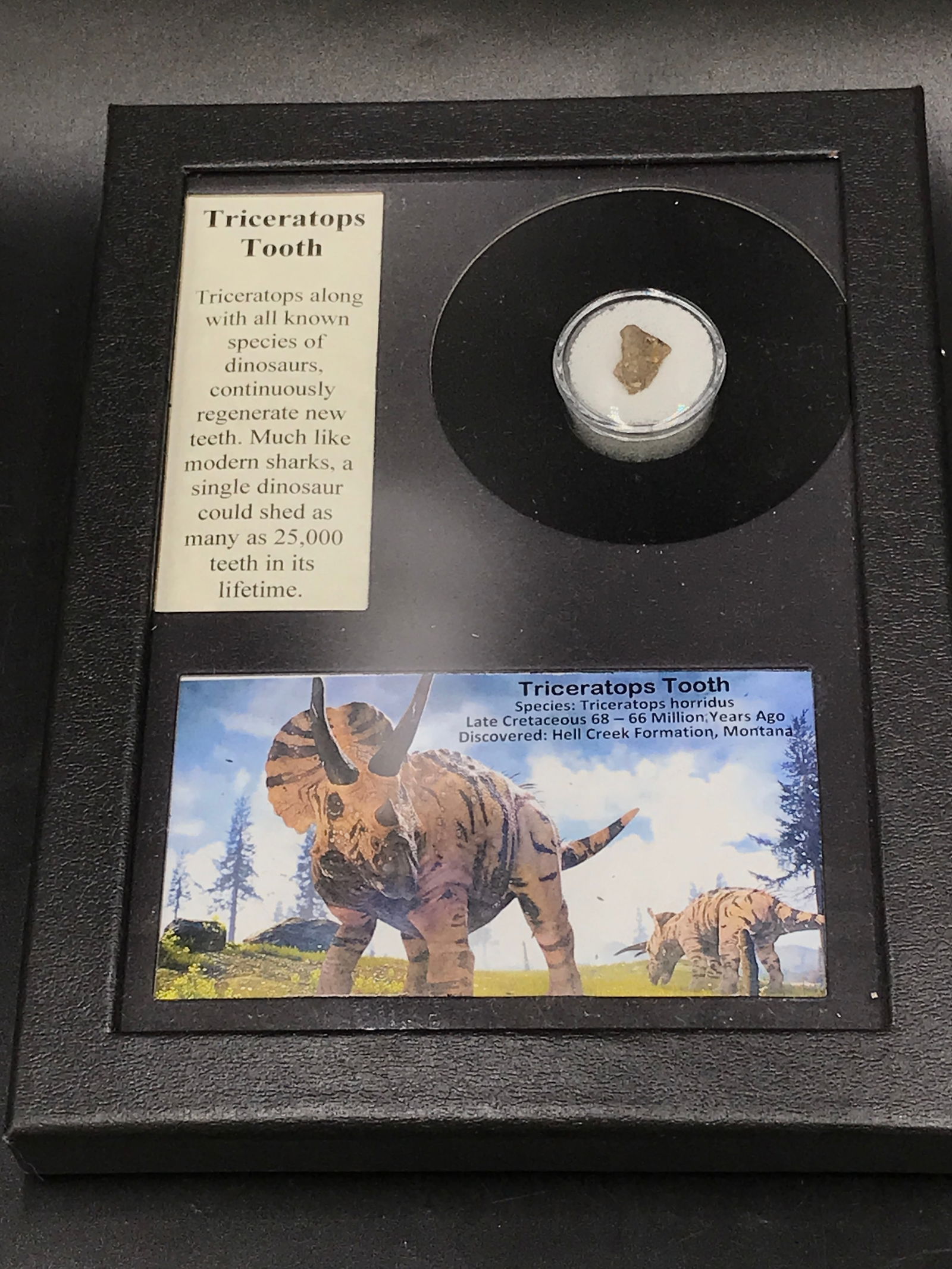 Dinosaur, Fossil, Natural, Collectible, Specimen, Tooth: Fossil Dinosaur Tooth Tricerotops Montana 68 M.Y.O.