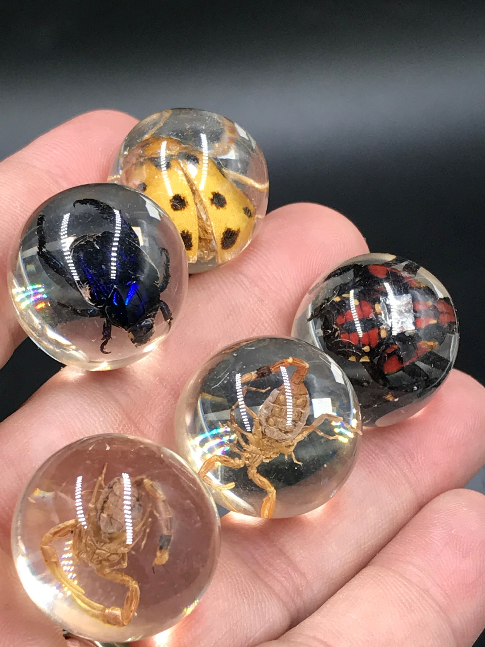 Acrylic, Bug, Decor, Collectible, Marble,: 5 Acrylic Bug Marbles