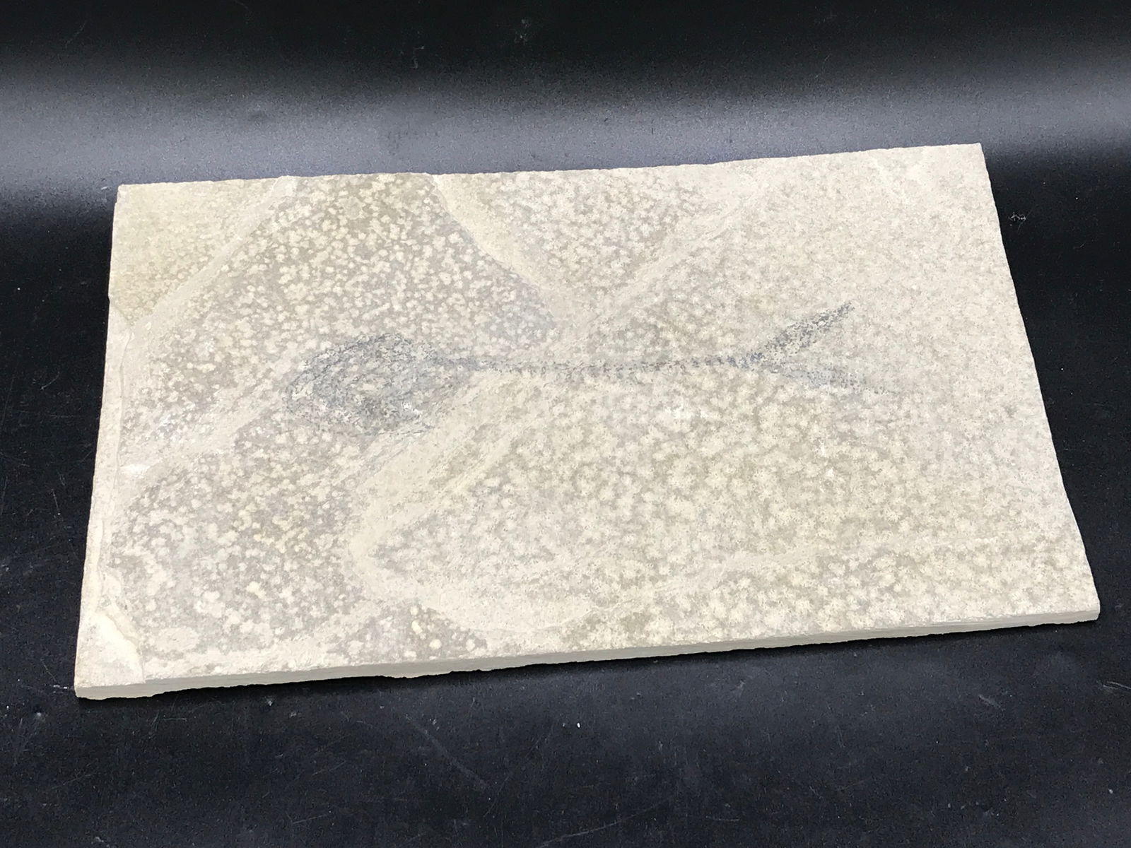 Fish, Fossil, Rock, Natural, Decor, Collectible, Specimen, Green River Formation,: Unprepped Fossil Fish Mioplosis SW WY 10.5x7"