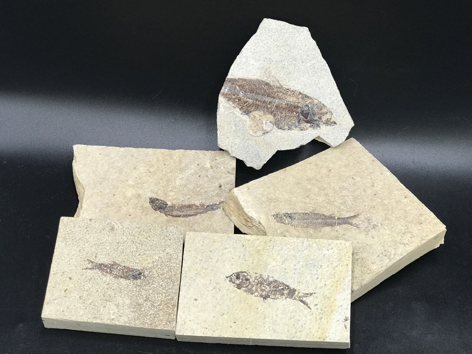 Fish, Fossil, Rock, Natural, Decor, Collectible, Specimen, Green River Formation,: All Natural Fossil Fish Knightia 5pc SW WY