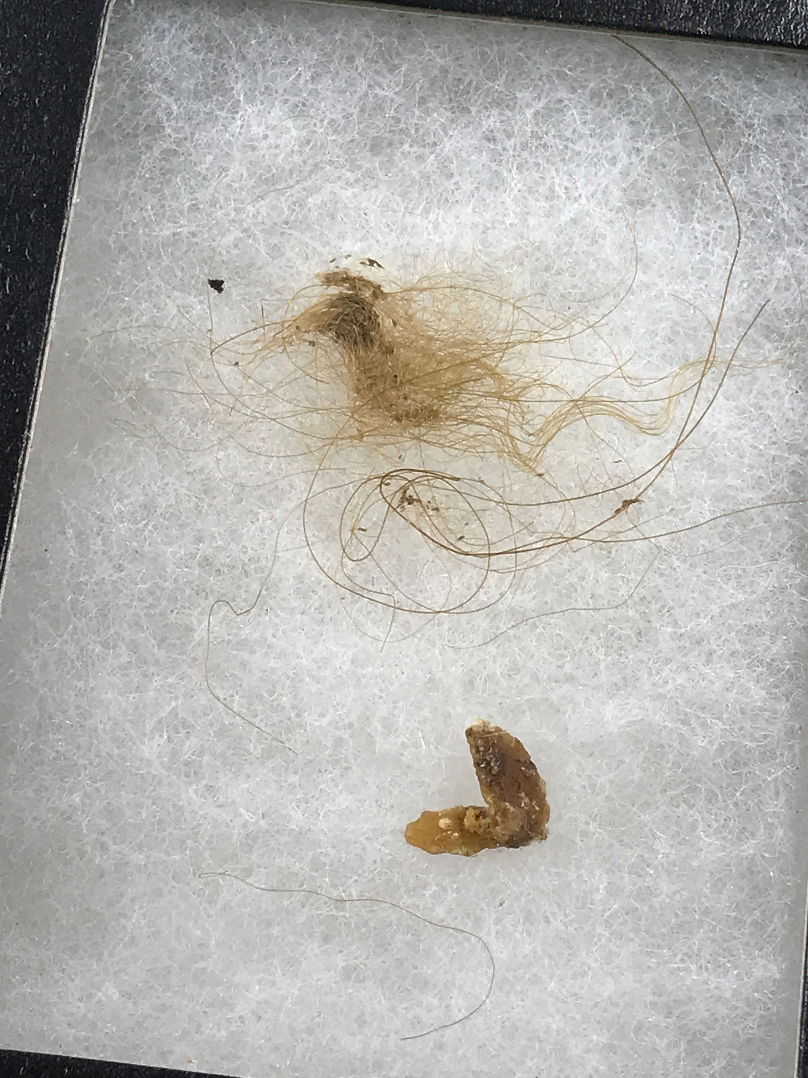 Mammoth, Fossil, Natural, Collectible, Specimen, Hair, Skin (1 of 5)