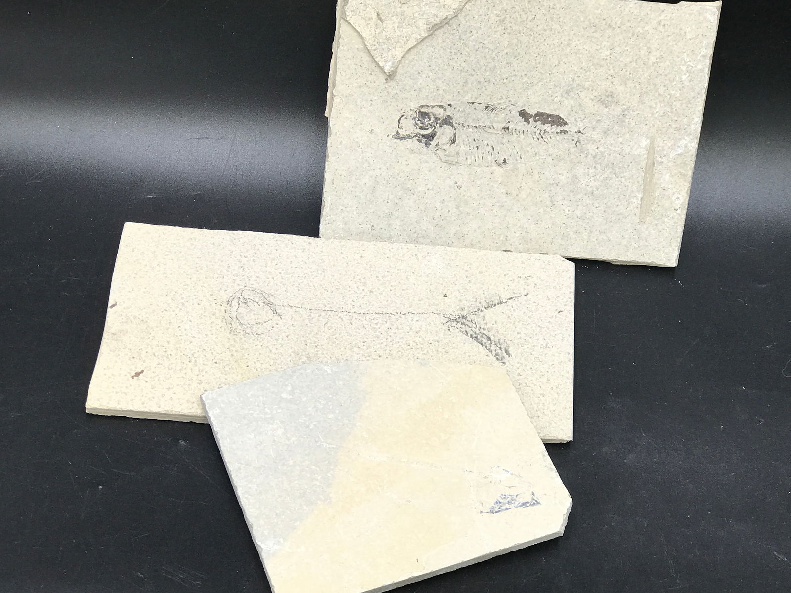 Fish, Fossil, Rock, Natural, Decor, Collectible, Specimen, Green River Formation,: Fossil Fish Mix: Green River Formation