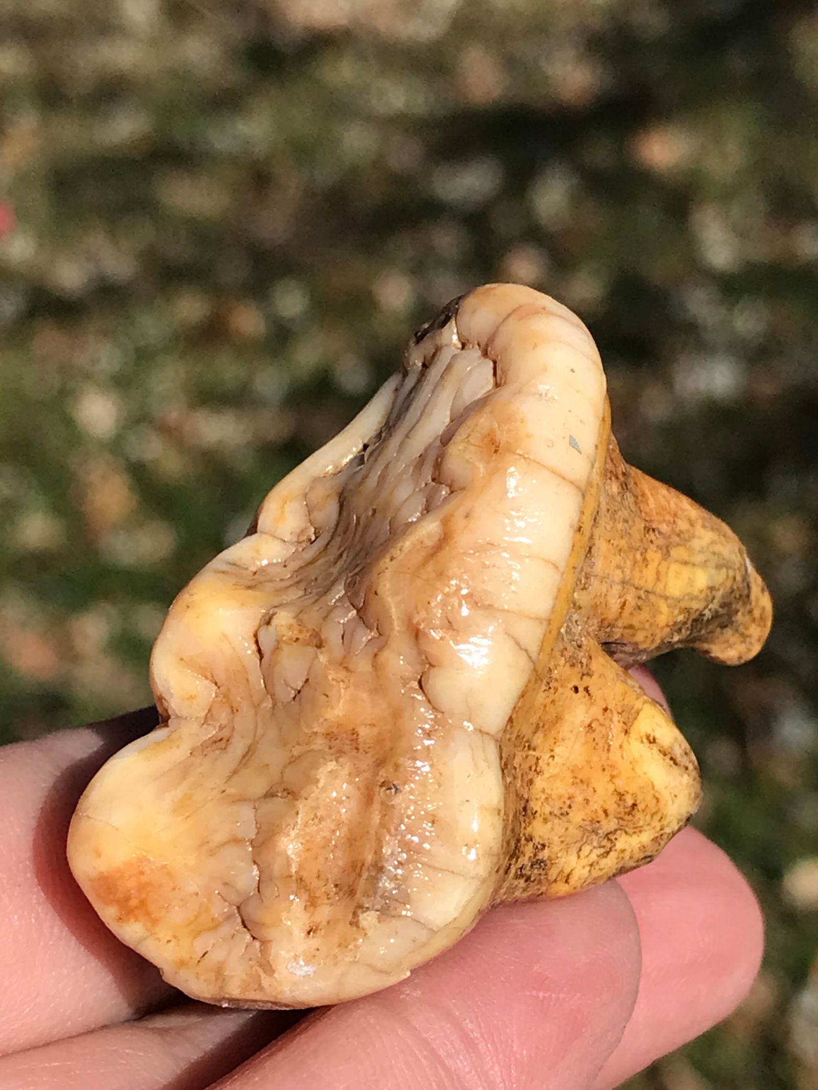 Cave Bear, Fossil, Natural, Collectible, Specimen, Tooth: Fossil Cave Bear Tooth Molar Ursus spelaeus Romania 25,000 Years Old 1.75"