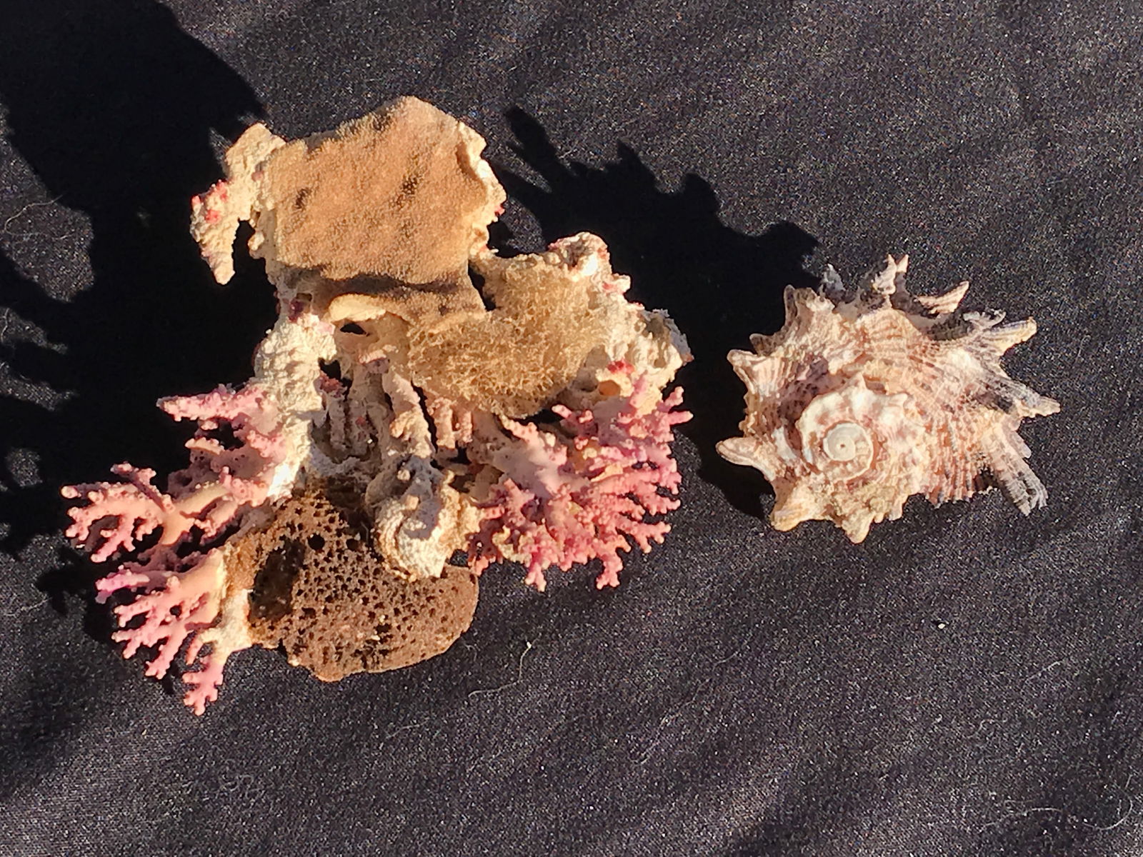 Seashell, Coral, Sponge, Ocean, Beach, Natural, Decor, Collectible, Specimen (1 of 4)