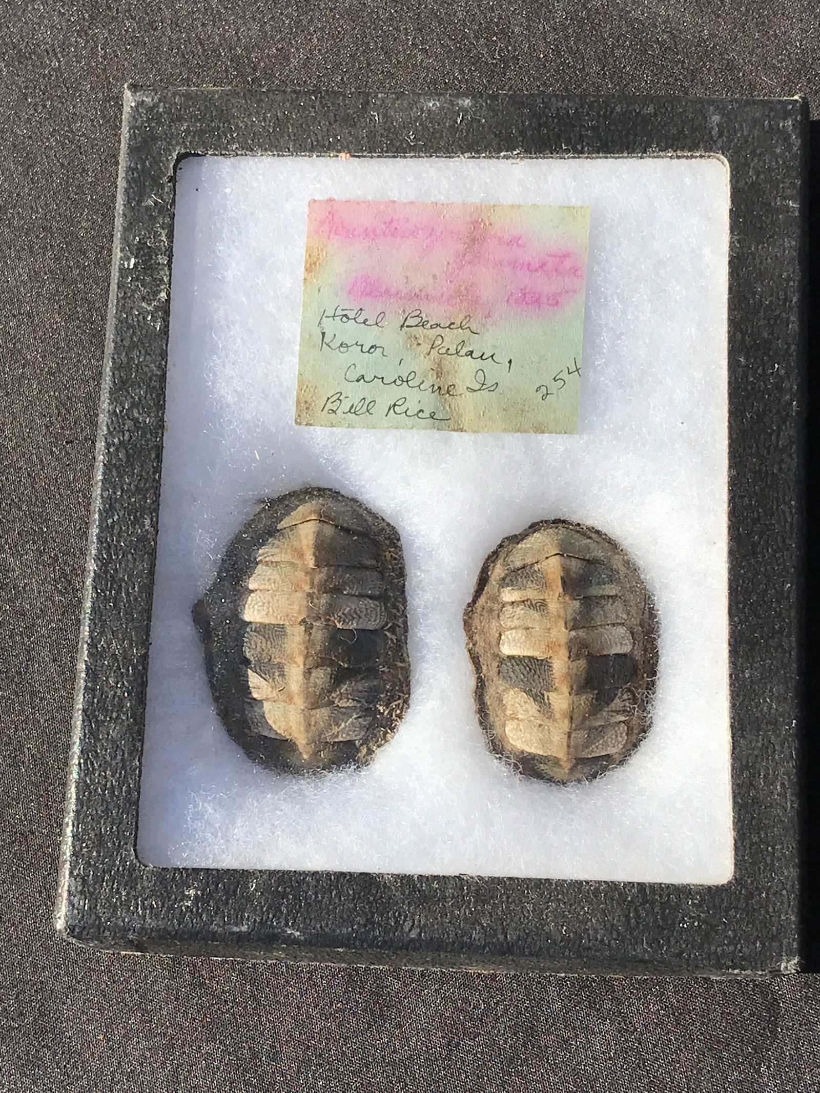 Chitton, Fossil, Rock, Natural, Decor, Collectible, Specimen,: 2pc Chitton Collection 1970s Pacific Northwest