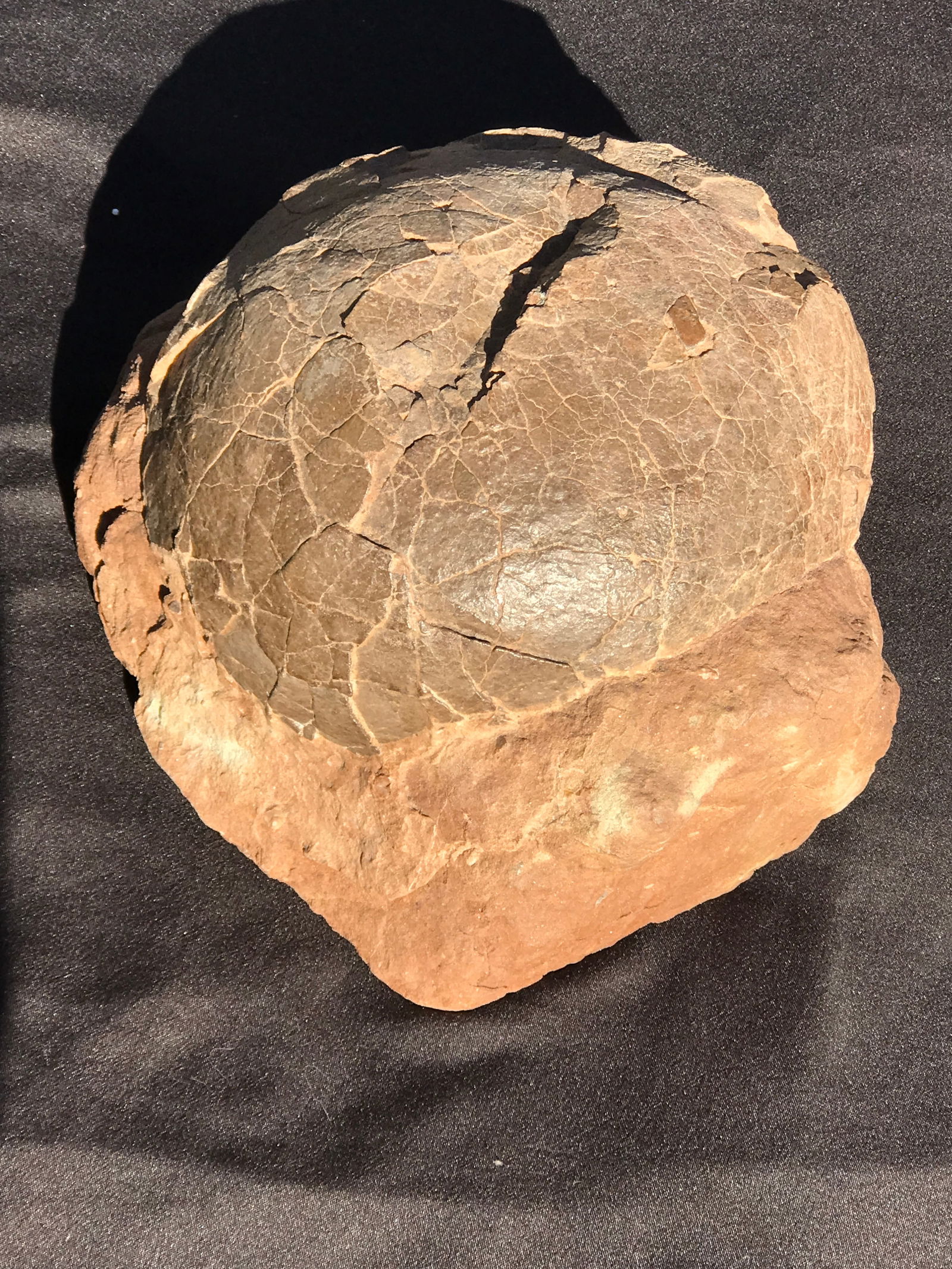 Dinosaur, Fossil, Natural, Collectible, Specimen, Egg (1 of 4)