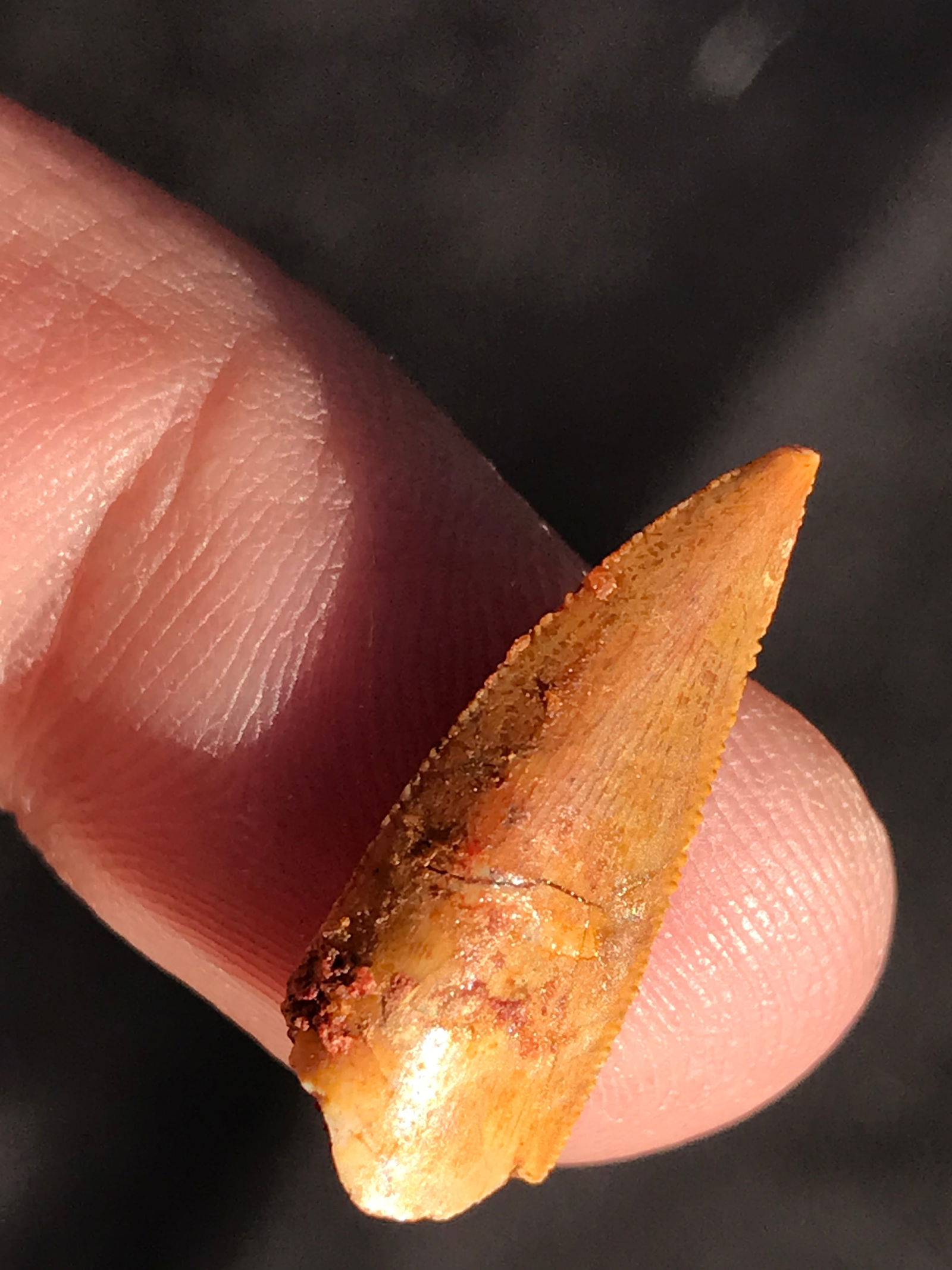 Dinosaur, Fossil, Natural, Collectible, Specimen, Tooth: Fossil Dinosaur Tooth Dromeosaur Cretaceous 100 M.Y.O. Morocco .75"