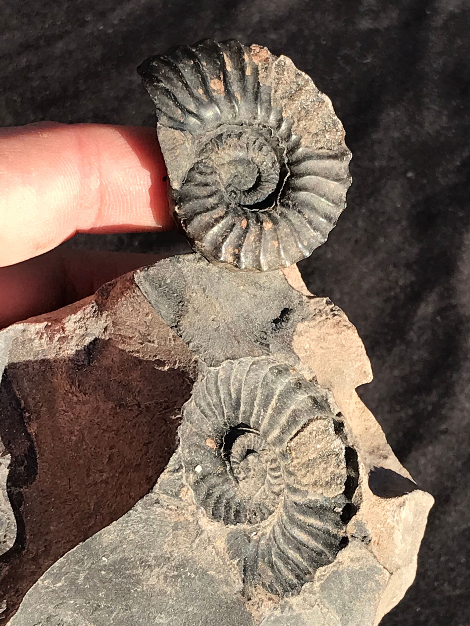 Ammonite, Fossil, Rock, Natural, Collectible, Specimen: Ammonite Paired Fossil Peru 9oz