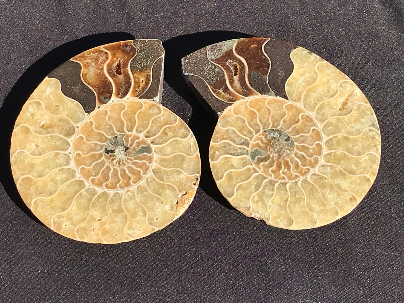 Ammonite, Fossil, Rock, Natural, Collectible, Specimen: Ammonite Pair Cleonoceras beserii Cretaceous Madagascar 4.4"