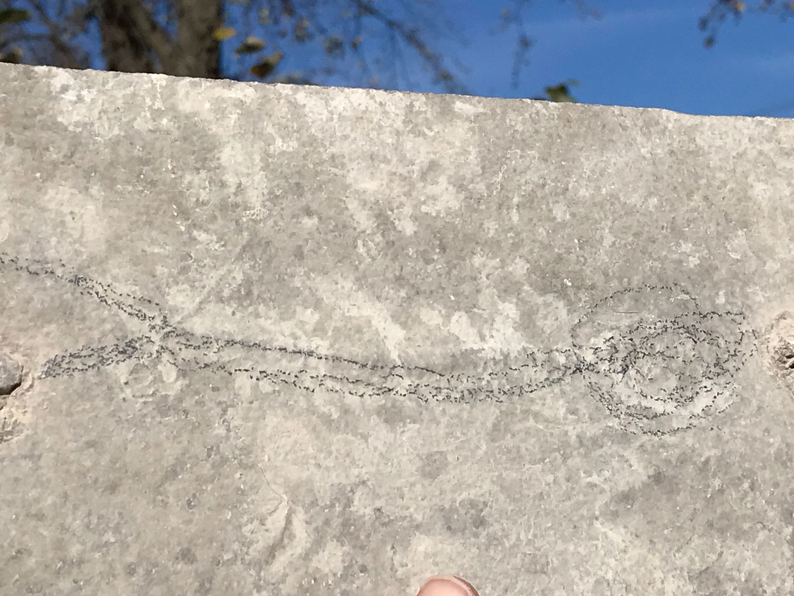 Fish, Fossil, Rock, Natural, Decor, Collectible, Specimen, Green River Formation,: Fossil Fish Unprepped with Gastropods, Knightia with Small Diplo (by the tail) SW WY Eocene 9.5 x 5.5"