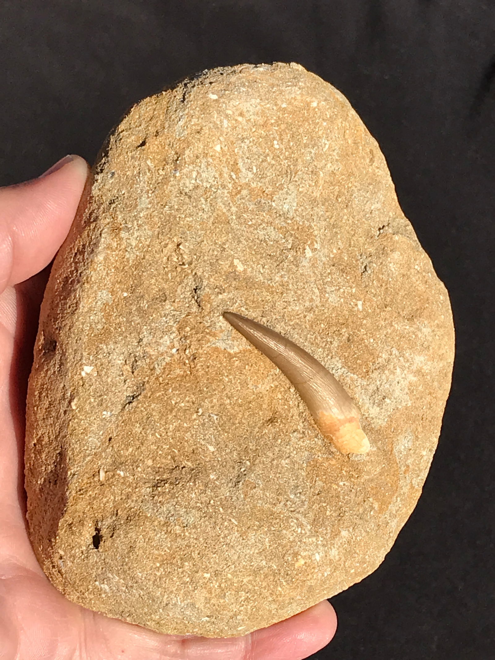 Dinosaur, Fossil, Natural, Collectible, Specimen,: Fossil Pliesosaur Tooth Cretaceous Morocco 1lb