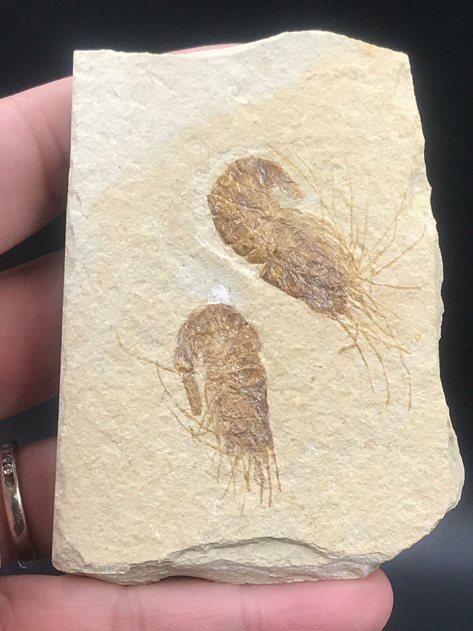 Shrimp, Fossil, Rock, Natural, Decor, Collectible, Specimen: Double Shrimp Fossil Lebanon Carpoponeous Cretaceous 90 M.Y.O.