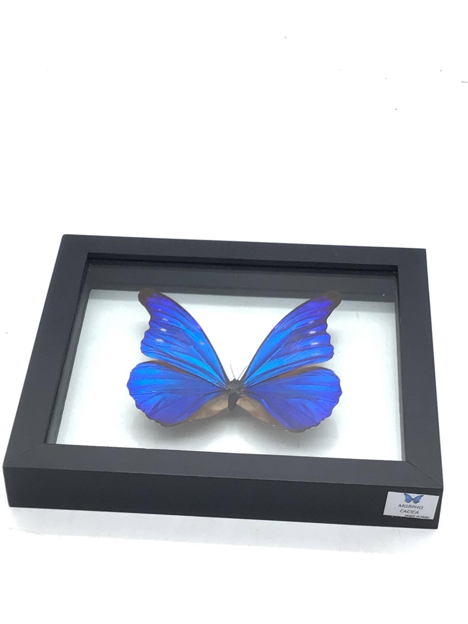 Blue Morpho butterfly Cacica (1 of 4)