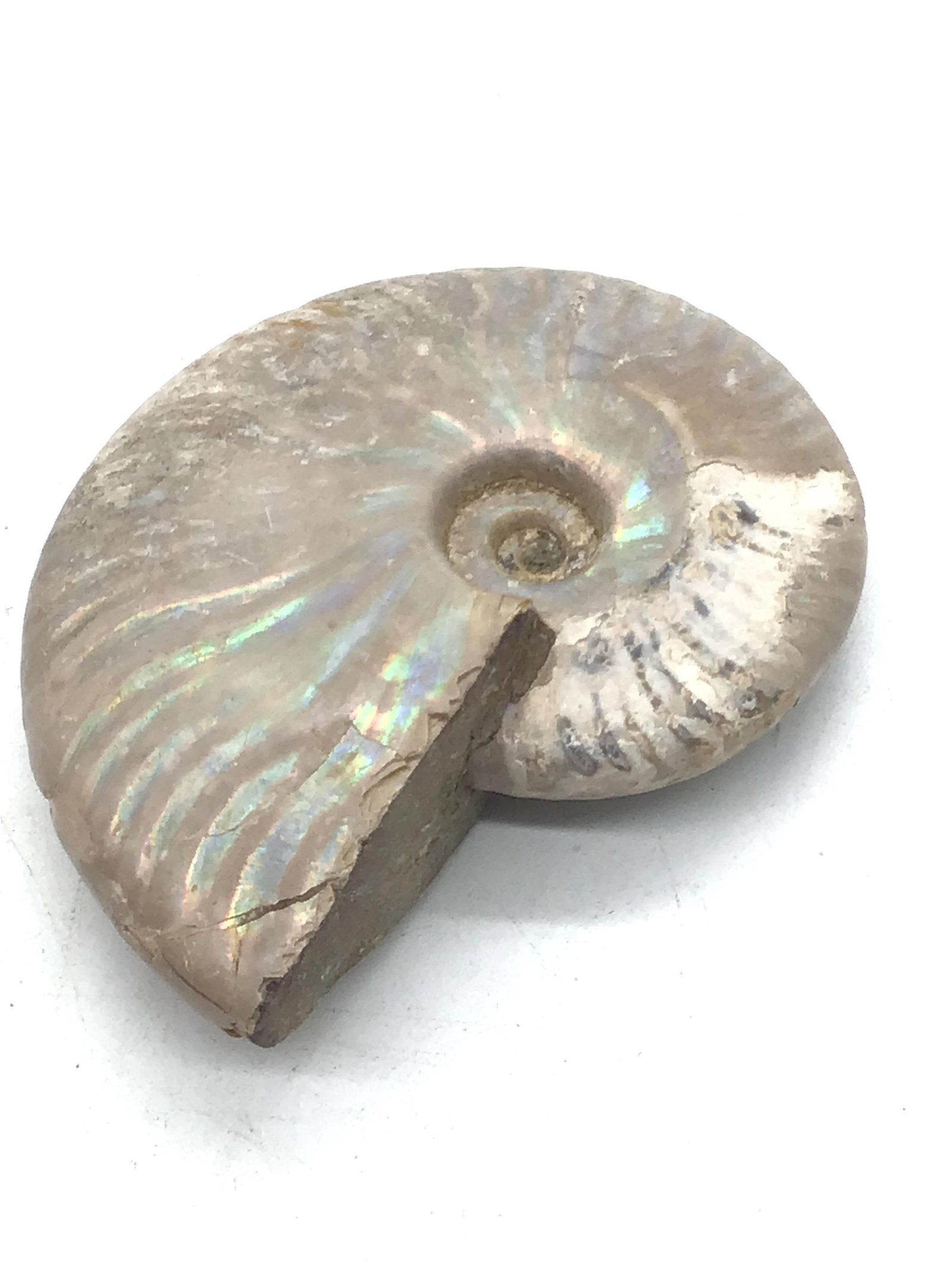 Fossil opalized ammonite 100 million years old (1 of 3)