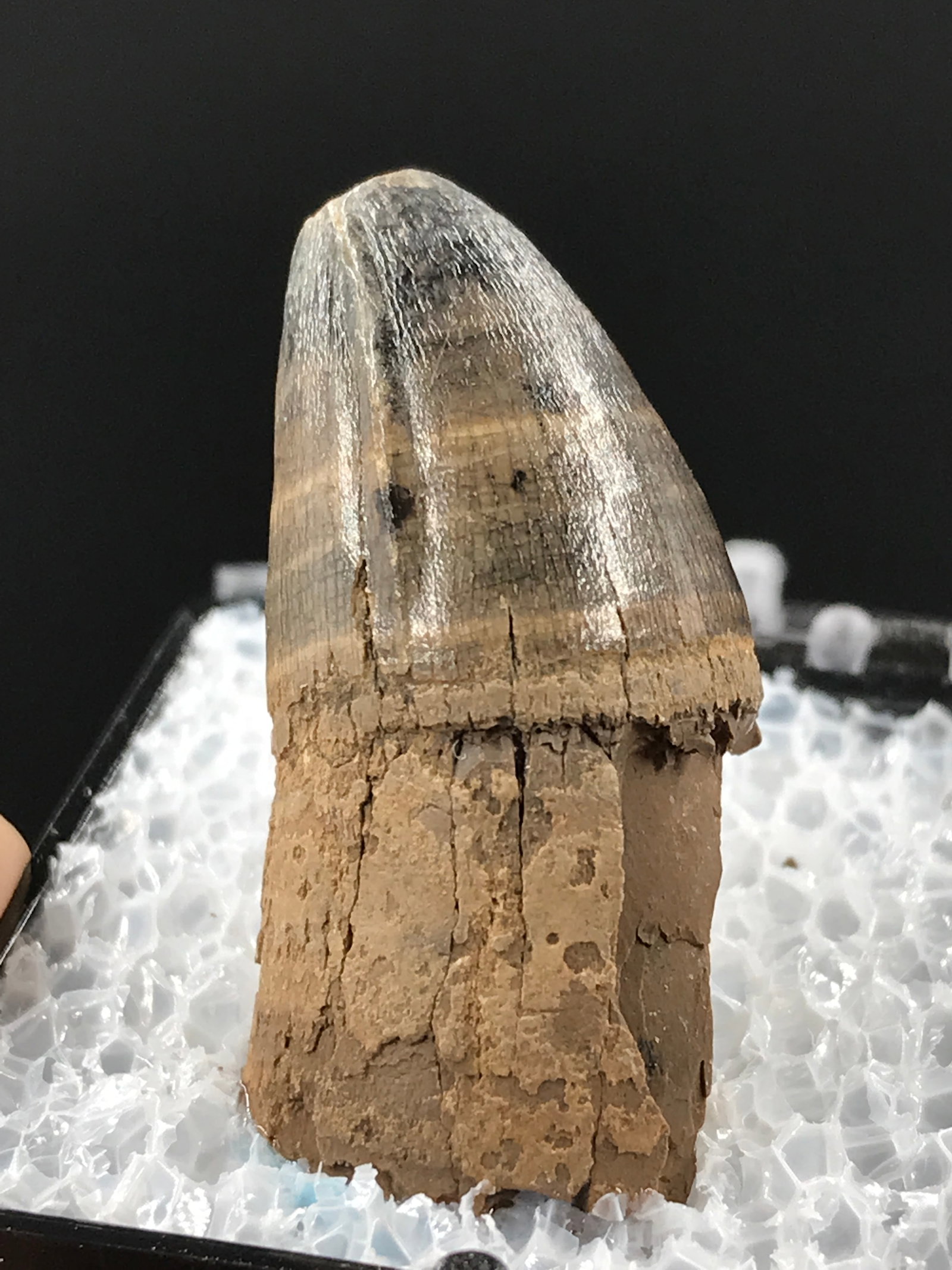 Alligator, Fossil, Natural, Collectible, Specimen, Tooth: Fossil Alligator Tooth Mississippiensis FL Ice Age