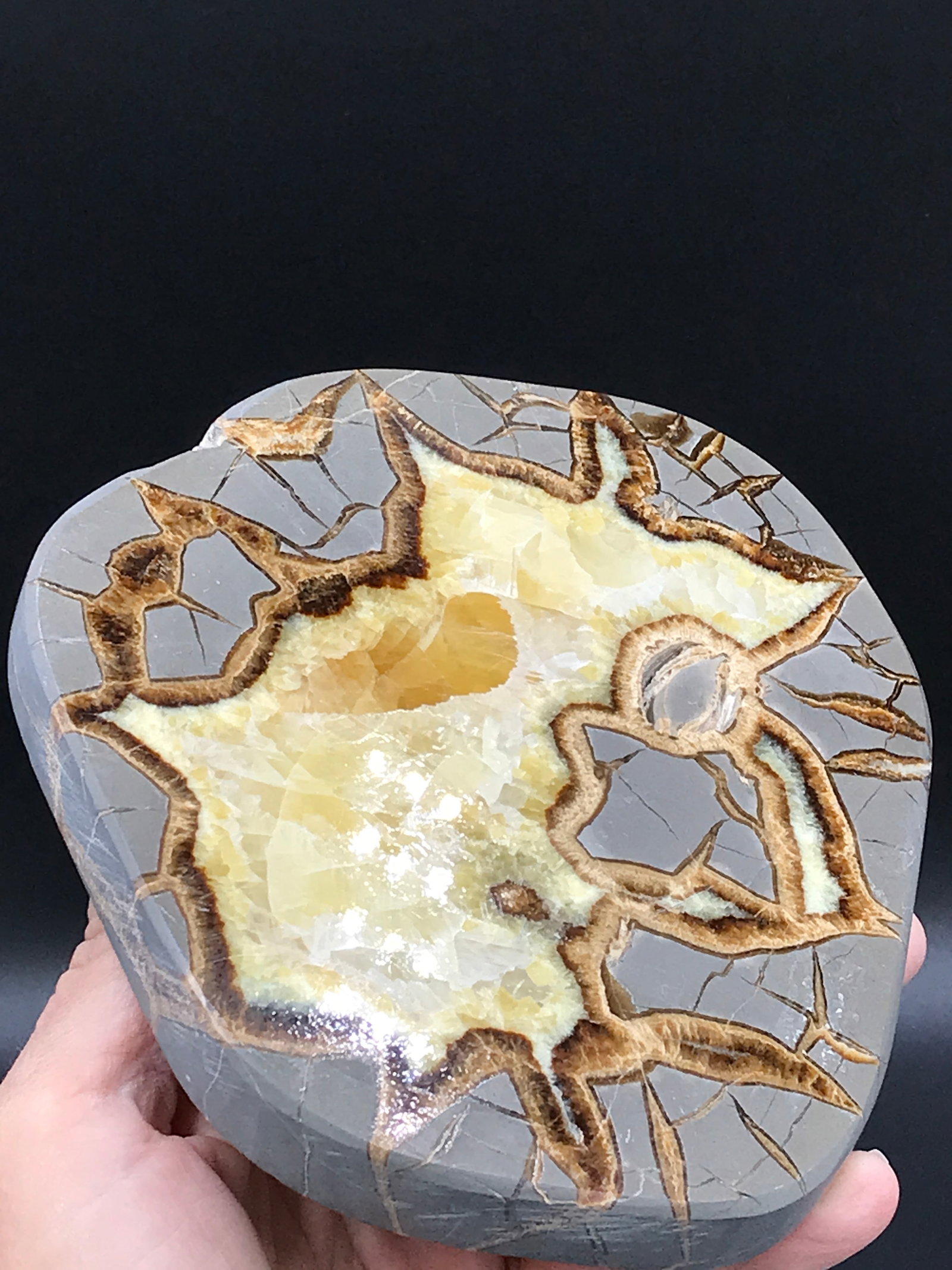Fossil, Clam, Rock, Crystal, Natural, Collectible, Specimen, (1 of 4)