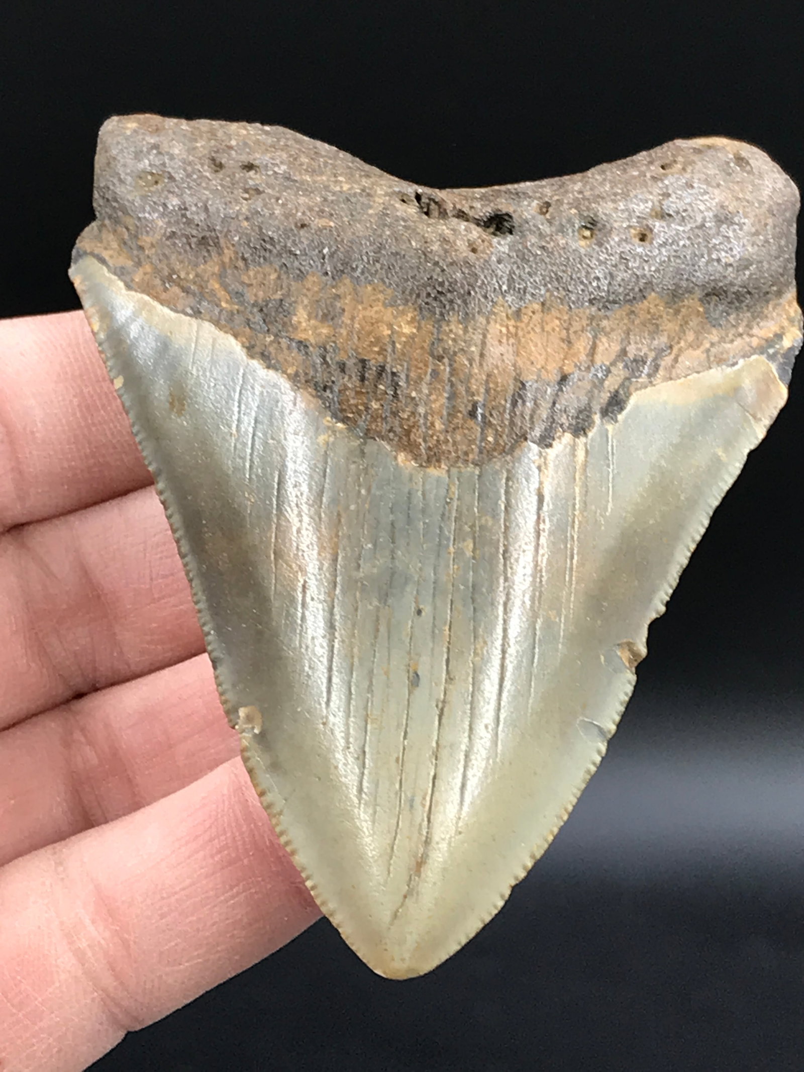 Shark, Fossil, Natural, Collectible, Specimen, Tooth, Megalodon: Fossil Shark Tooth Megalodon Miocene SC 3.35"