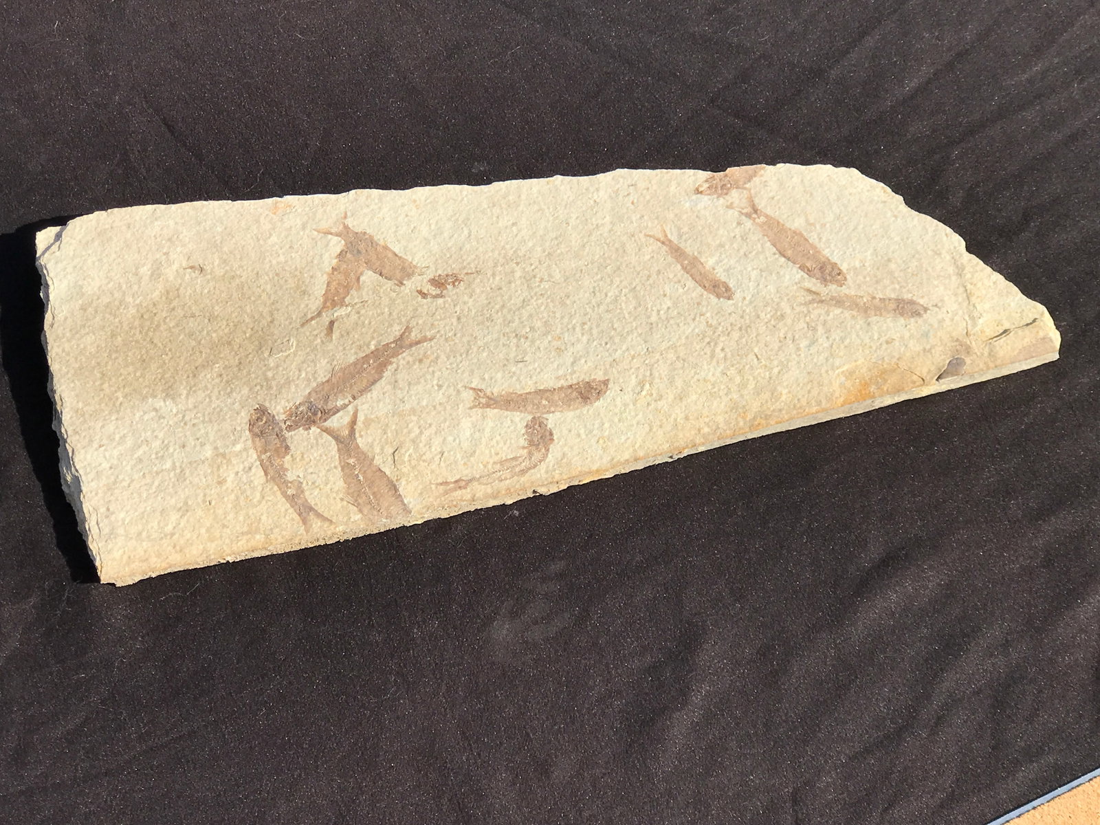 Fish, Fossil, Rock, Natural, Decor, Collectible, Specimen, Green River Formation, (1 of 4)