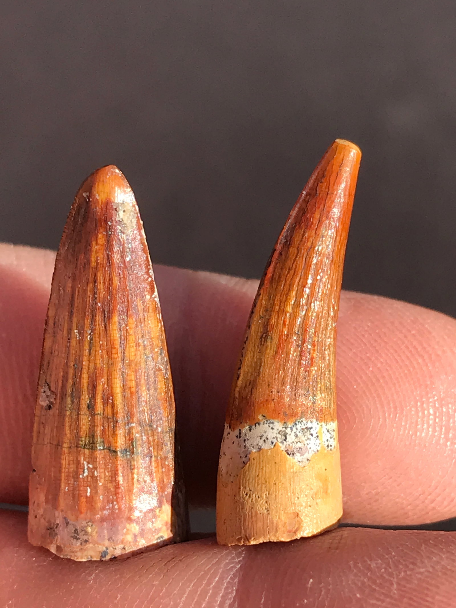 Dinosaur, Fossil, Natural, Collectible, Specimen, Tooth: 2 Fossil Dinosaur Teeth Spinosaurus Cretaceous Morocco 1-1.1"