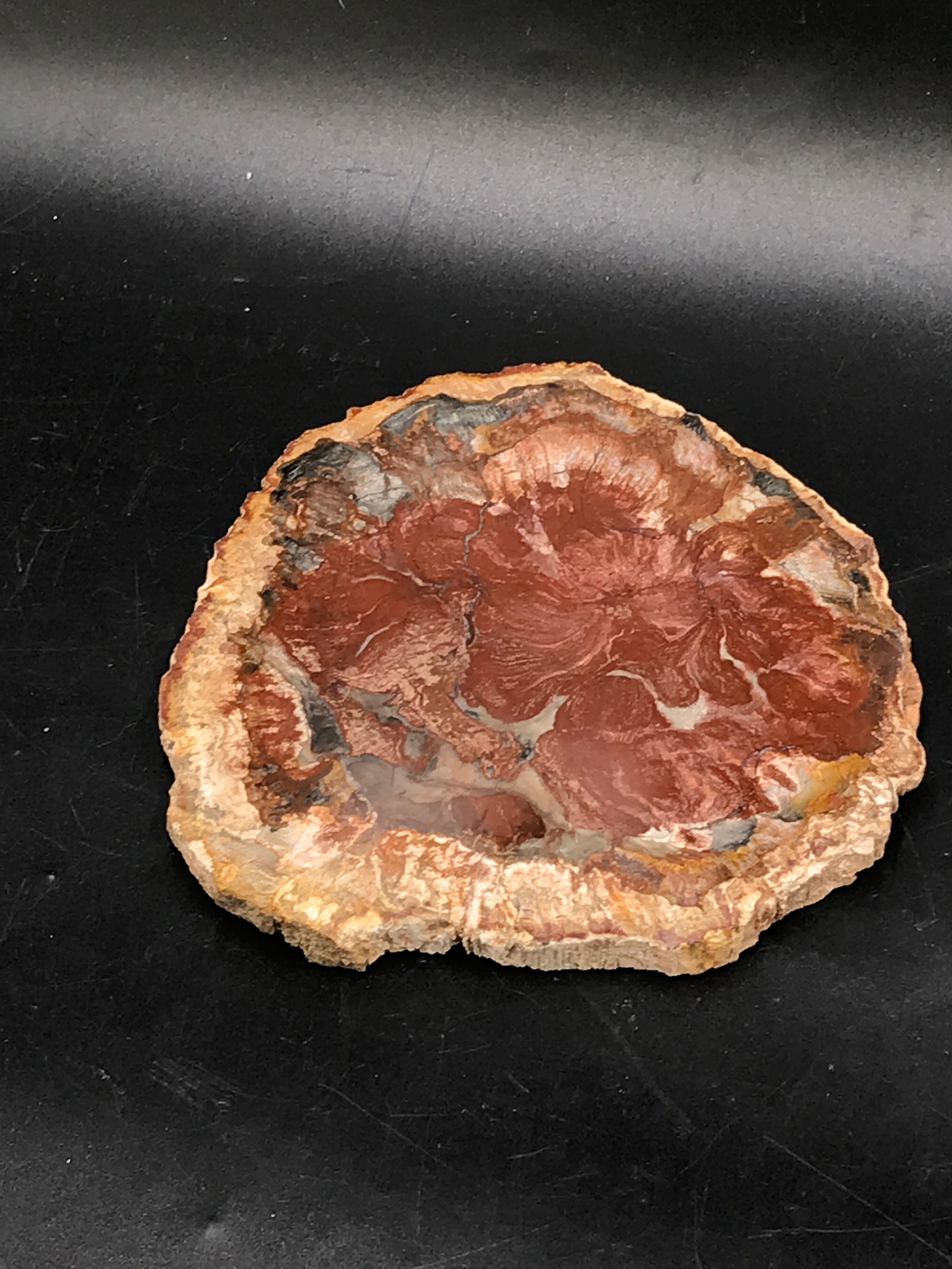 Petrified Wood, Fossil, Rock, Natural, Decor, Collectible, Slab: Fossil Petrified Wood Triassic 225 M.Y.O. Madagascar 15g
