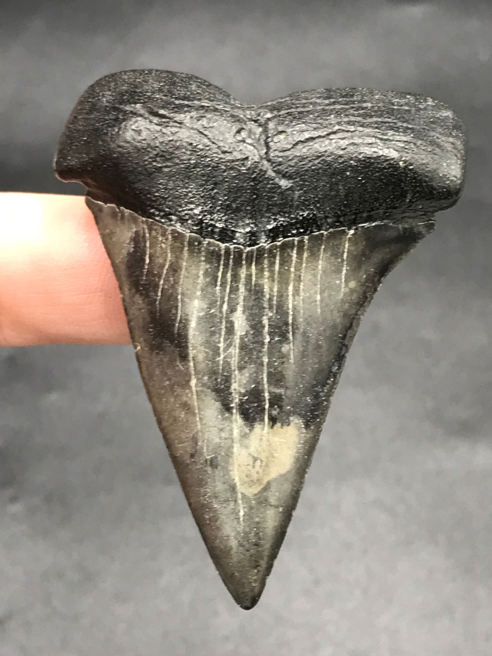 Shark, Fossil, Natural, Collectible, Specimen, Tooth: Fossil Shark Tooth Isurus Hastalis Mako SC 2.3"