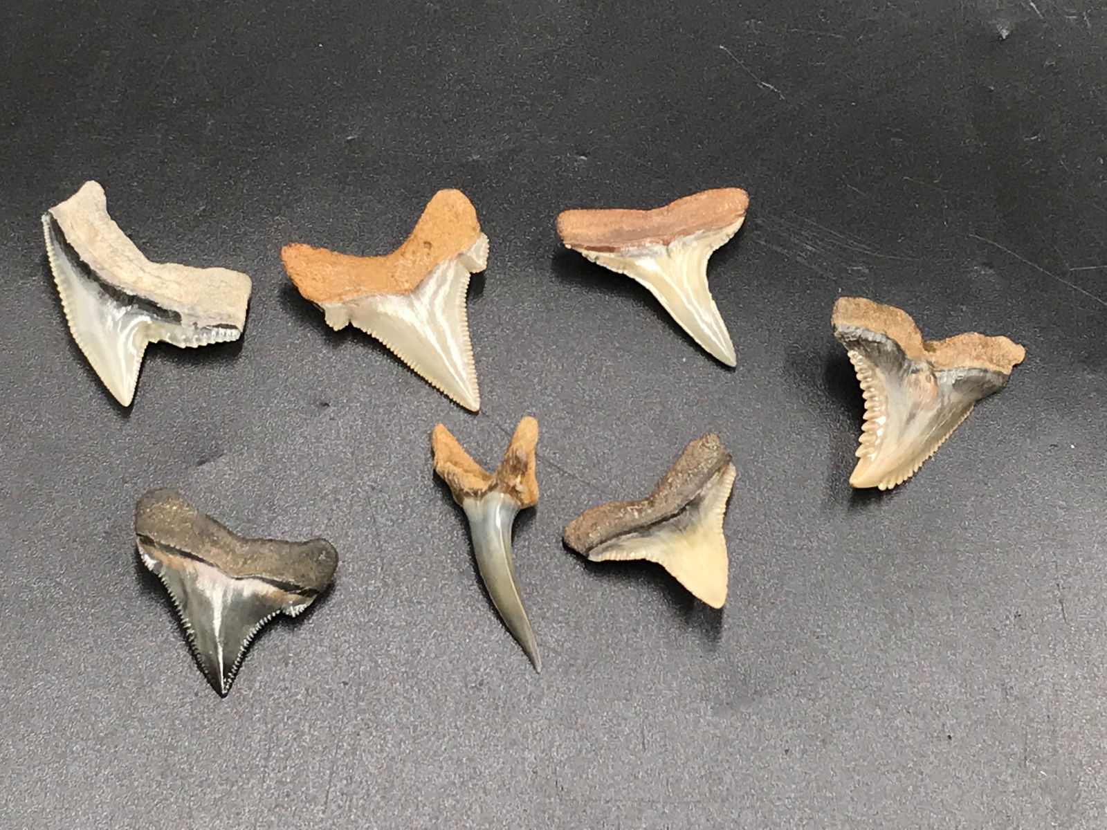 Shark, Fossil, Natural, Collectible, Specimen, Tooth: Fossil Shark Tooth Collection: Hemipristas, Sand Tiger, Angustidens, Great White, Chubtubensis, Mako (Hastalis), Tiger, Mako (Distortio), Lemon from SC/NC/FL .9"-1.3"