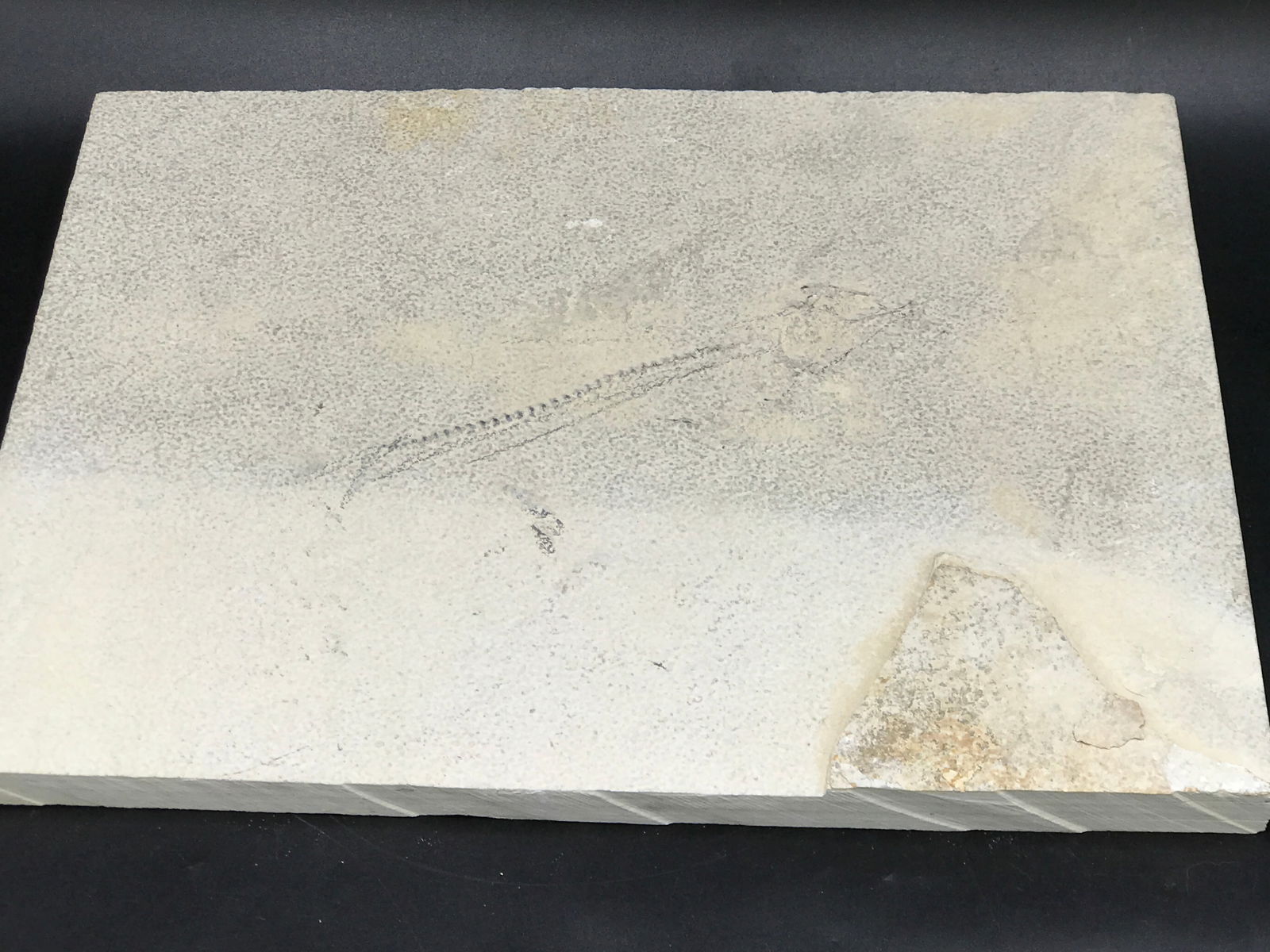 Fish, Fossil, Rock, Natural, Decor, Collectible, Specimen, Green River Formation,: Unprepped Fish Fossil Knightia eoceana 18" Layer