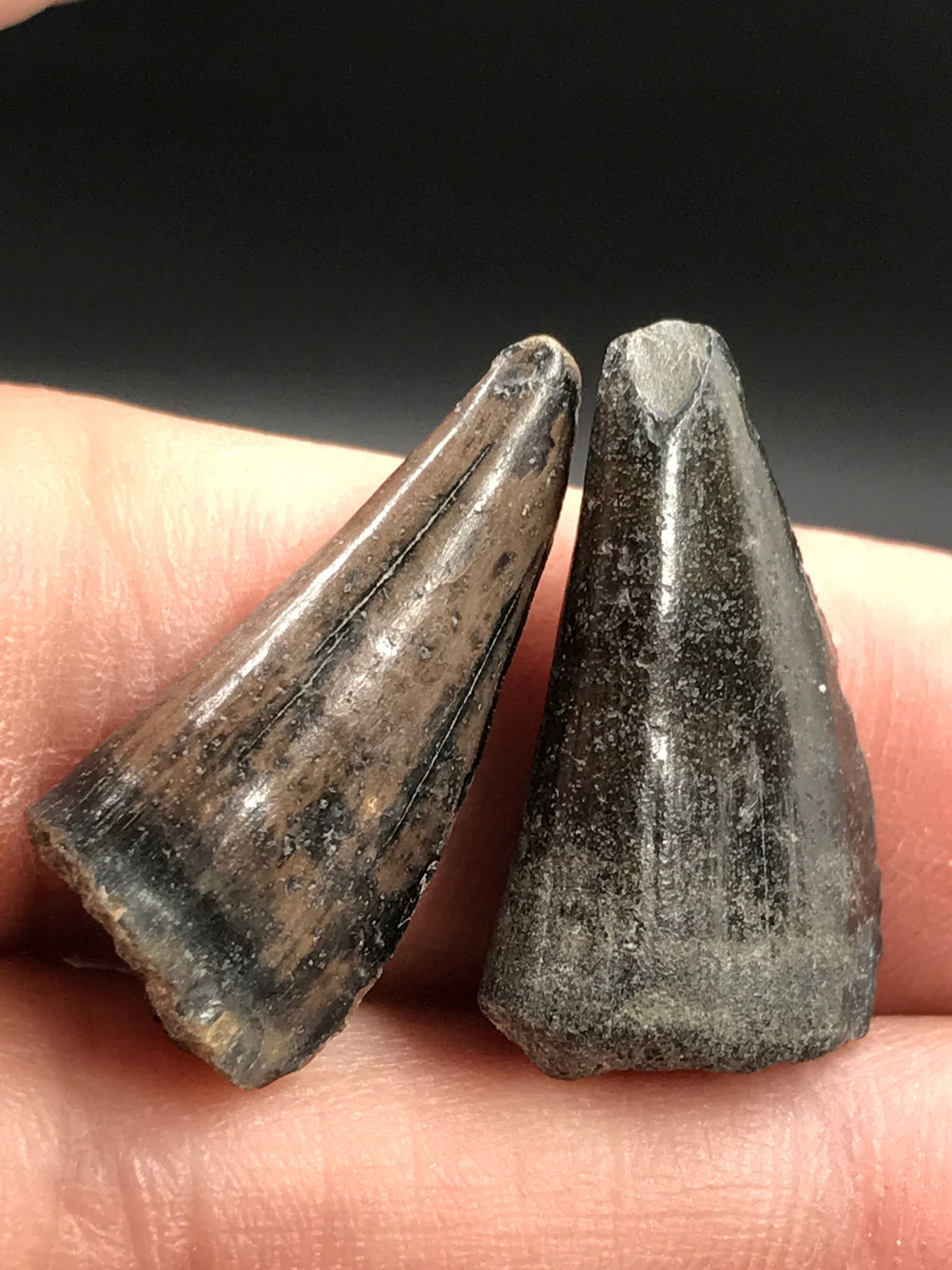 Shark, Fossil, Natural, Collectible, Specimen, Tooth, Baracuda: 2 Fossil Teeth Baracuda 2 M.Y.O. FL