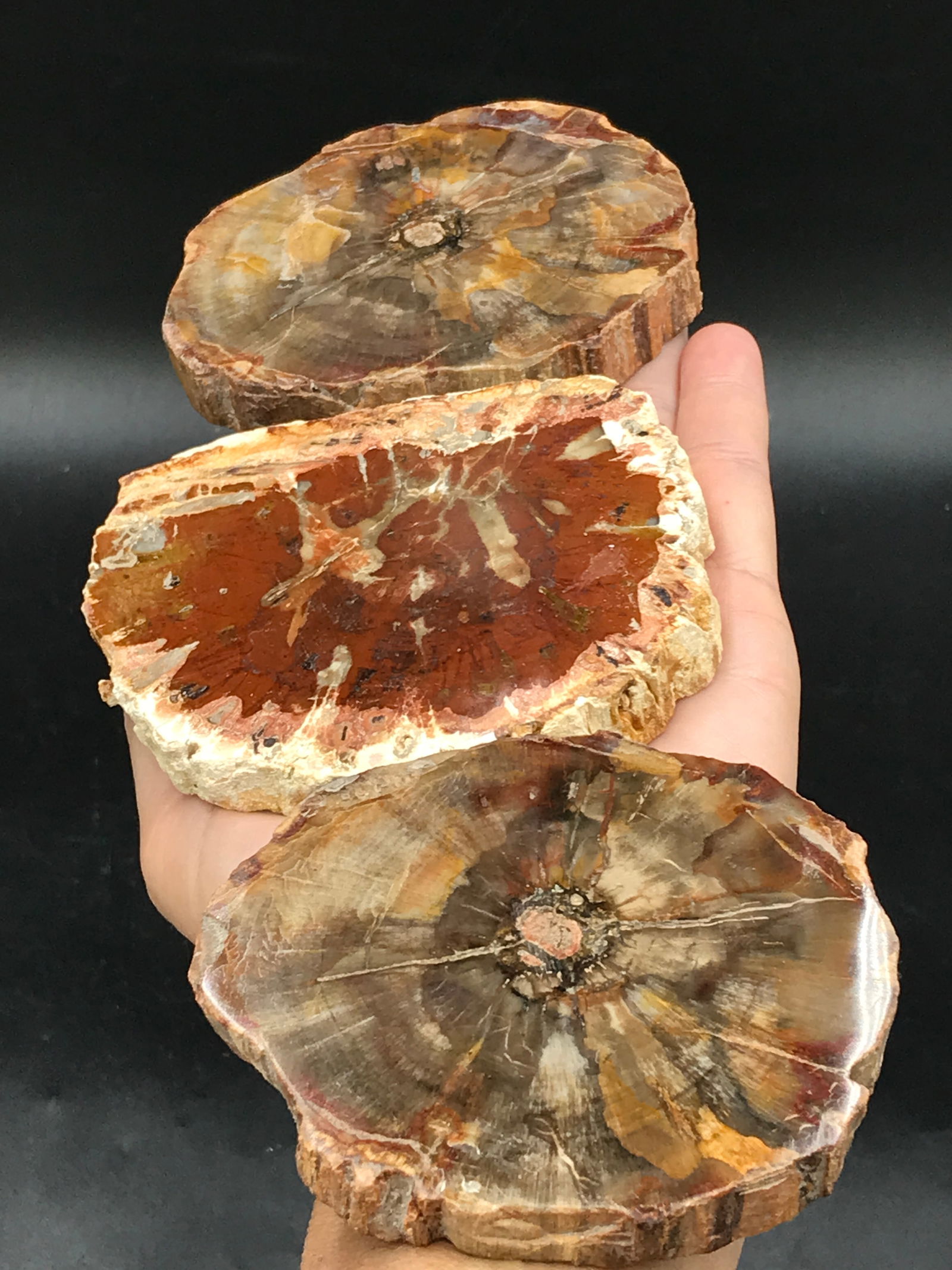 Petrified Wood, Fossil, Rock, Natural, Decor, Collectible, Slab: 3pc Fossil Petrified Wood Triassic Madagascar 1lb 2oz